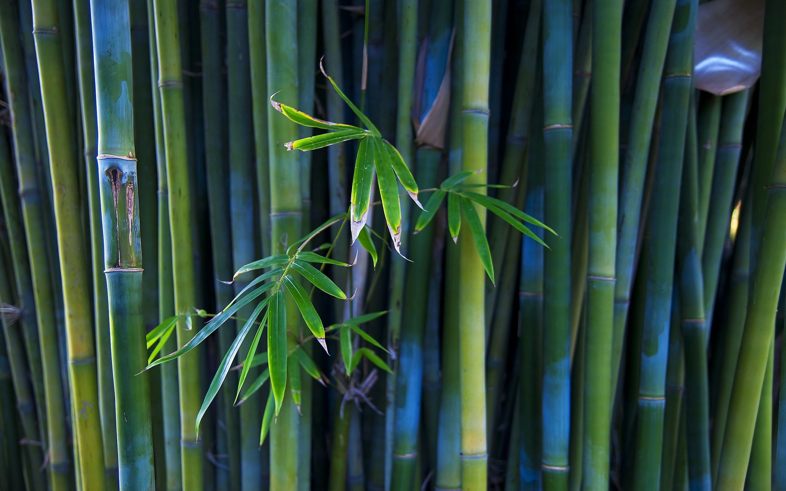 2560x1600 ... Bamboo HD Wallpaper 