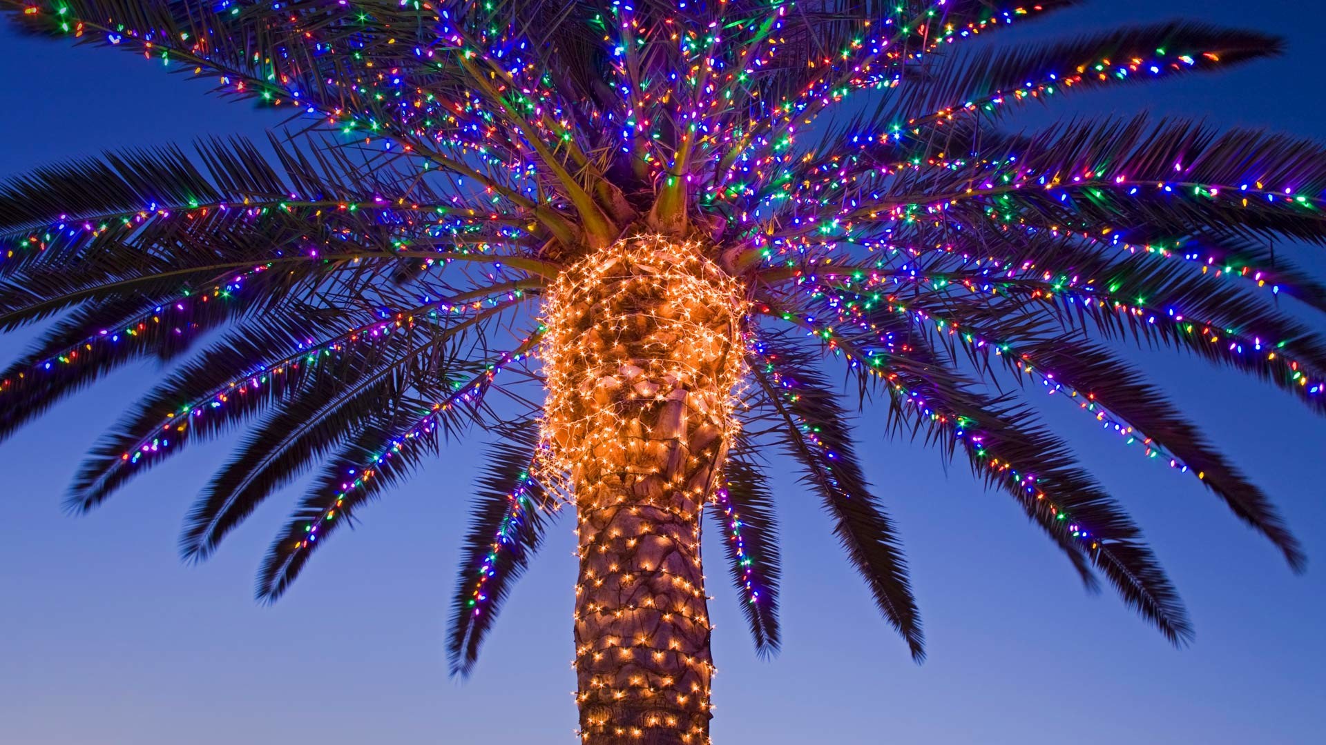 1920x1080 Bing Image Archive: Christmas lights on a palm tree at a winery, Temecula  Valley, California (Â© Richard Cummins/Corbis)(Bing United States)