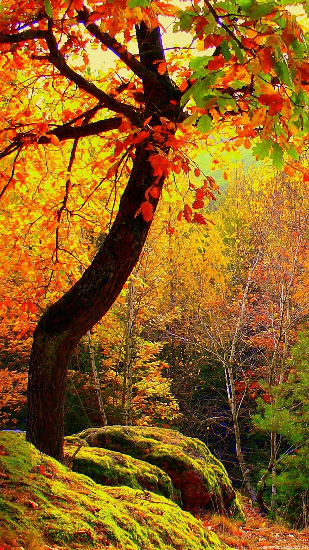 1080x1920  tree autumn landscape iPhone 6 wallpapers HD - 6 Plus backgrounds