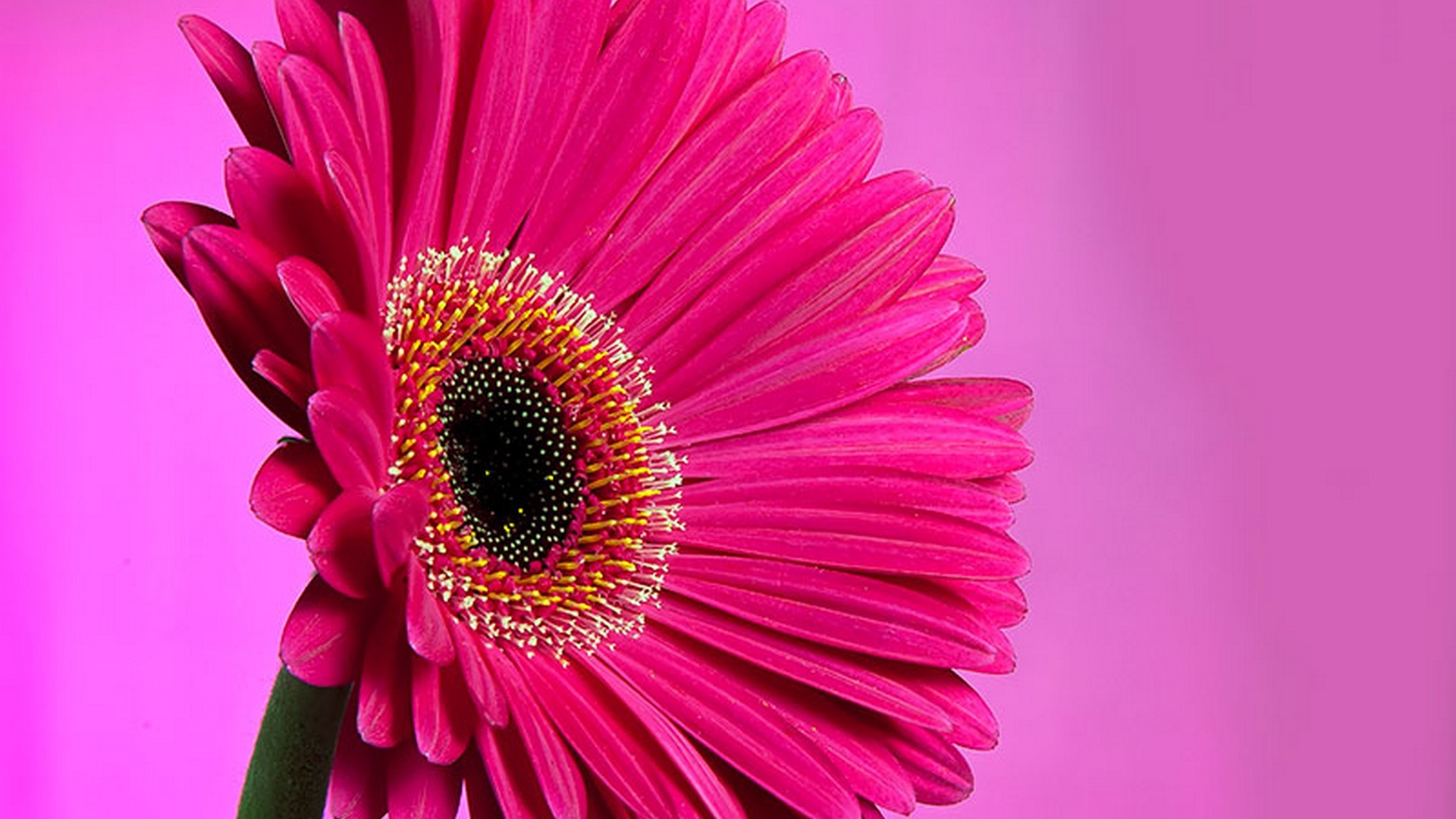 1920x1080 Beautiful Pink Daisy Flower Wallpaper