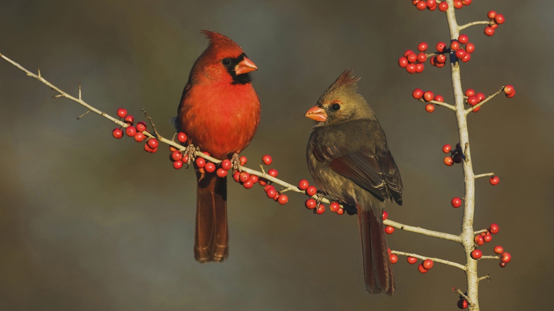 1920x1080 Eating Tag - Country Berries Texas Eating Cardinal Water Birds Image for HD  16:9