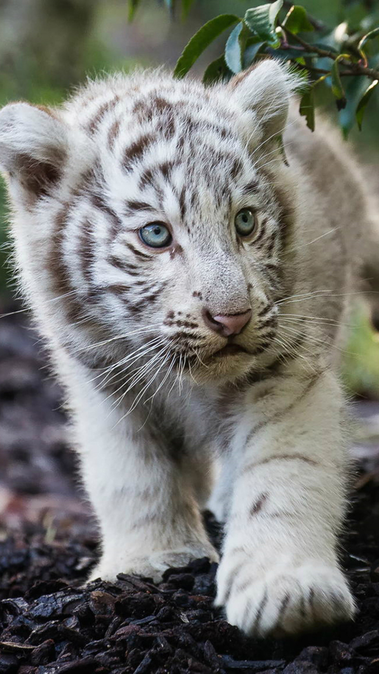 1440x2560 cute-cub-bengal-white-tiger-h2.jpg