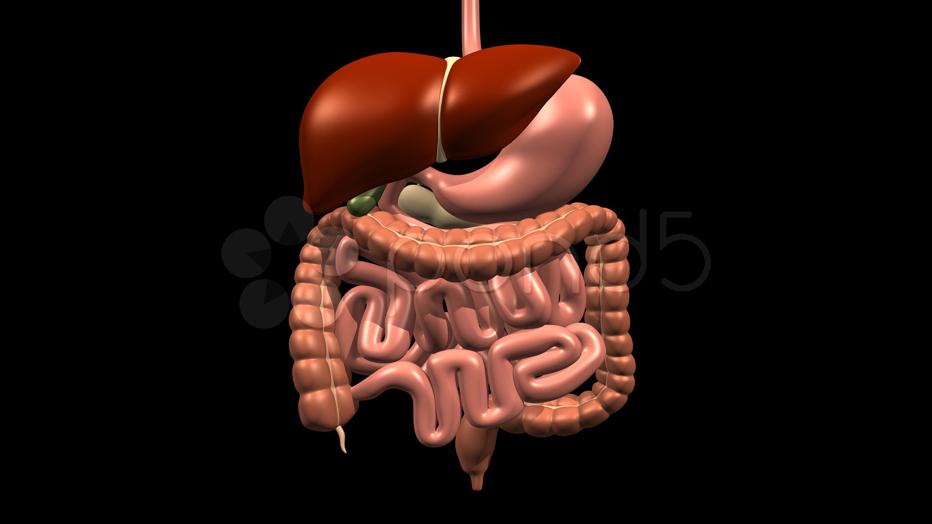 1920x1080 Digestive System w Liver & Pancreas, 360 Degree Rotation ... Heart Anatomy  Wallpaper