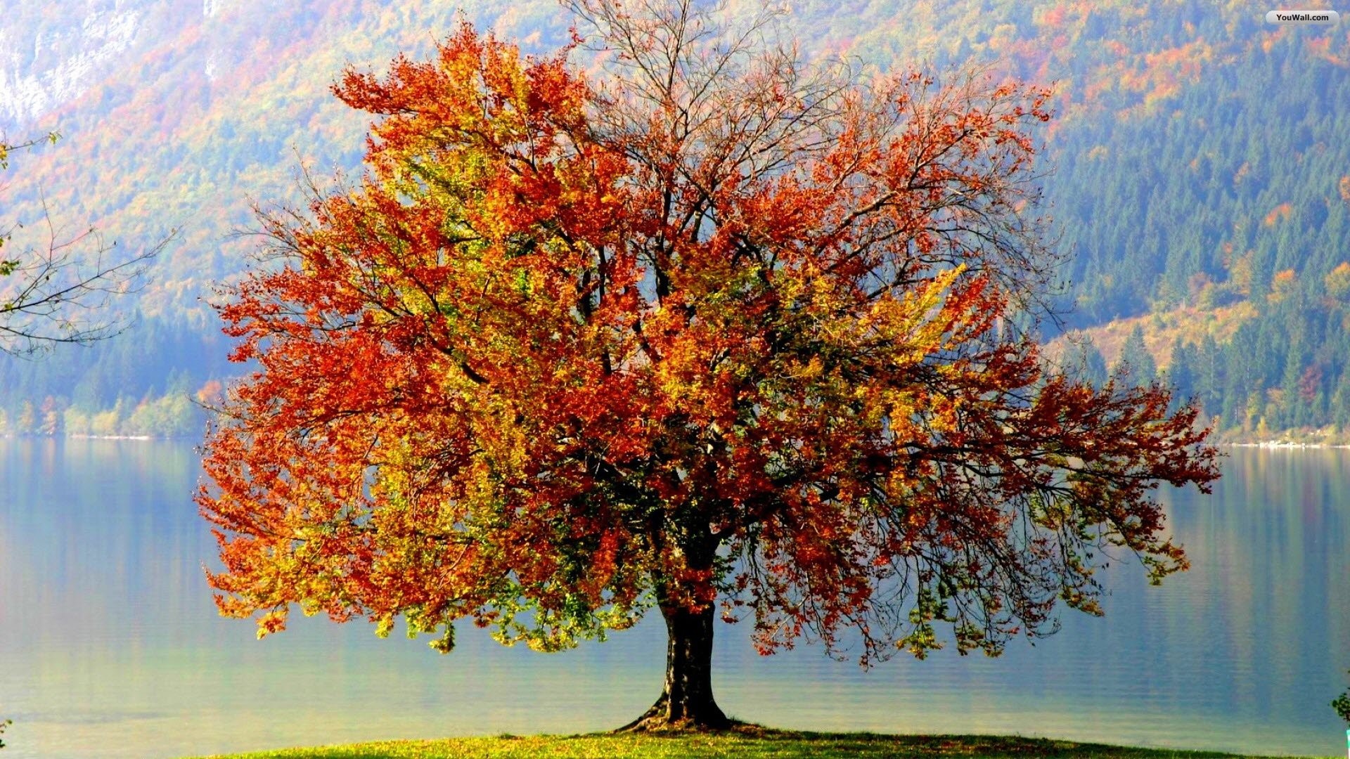 1920x1080 Autumn Tree Wallpaper