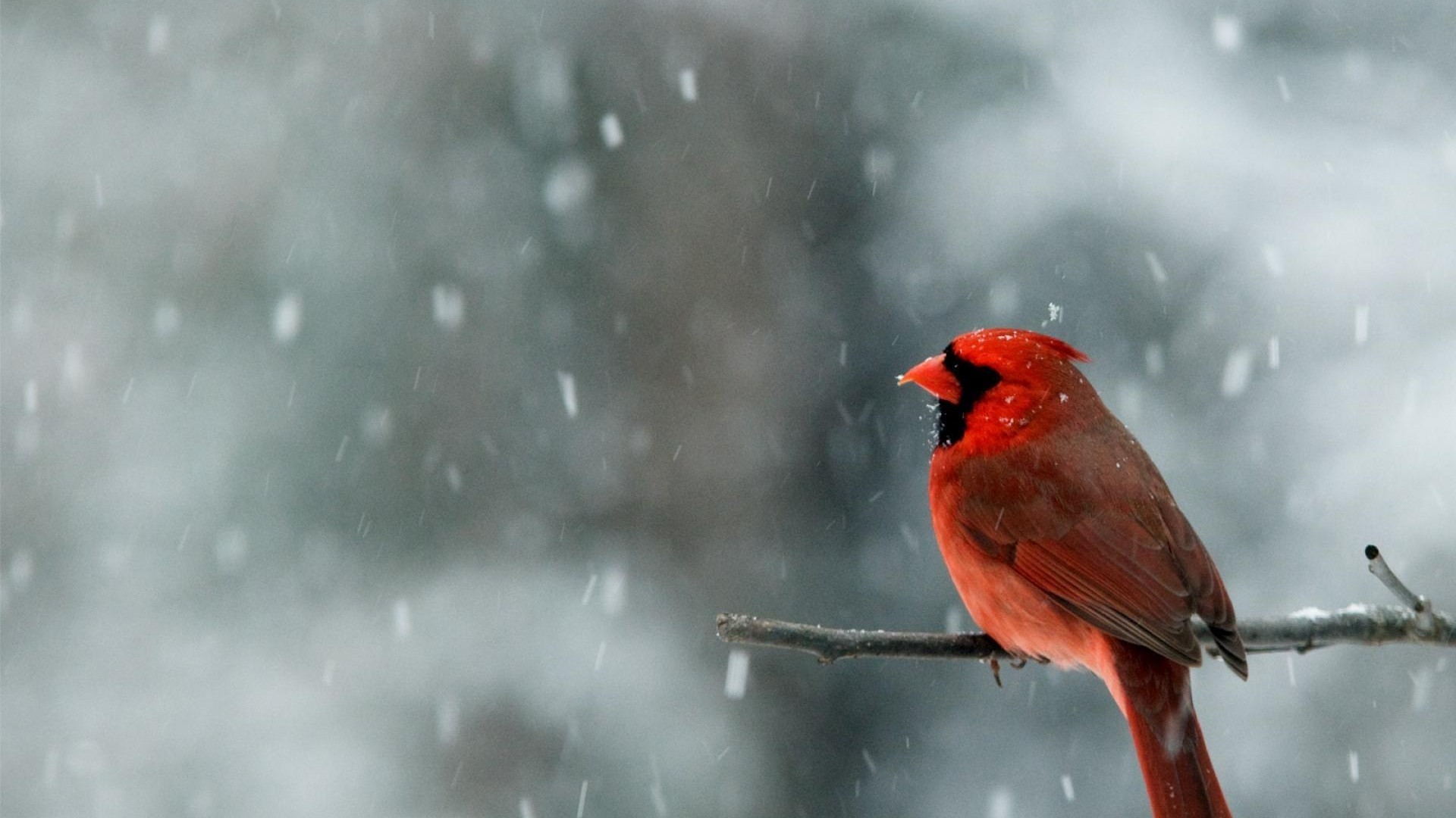 1920x1080 Male Cardinal In Snow