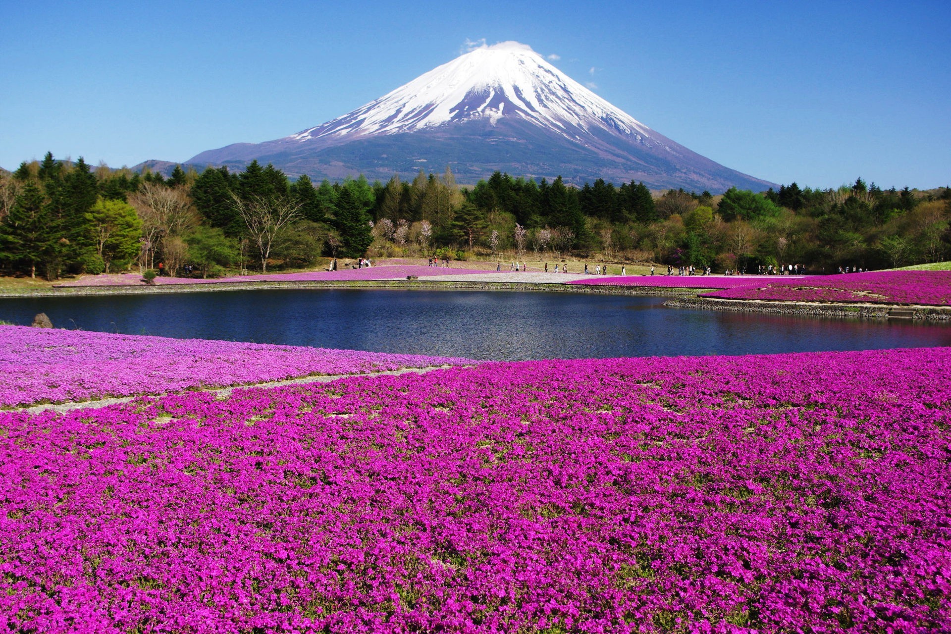 1920x1280 landscapes nature Mount Fuji flowers wallpaper