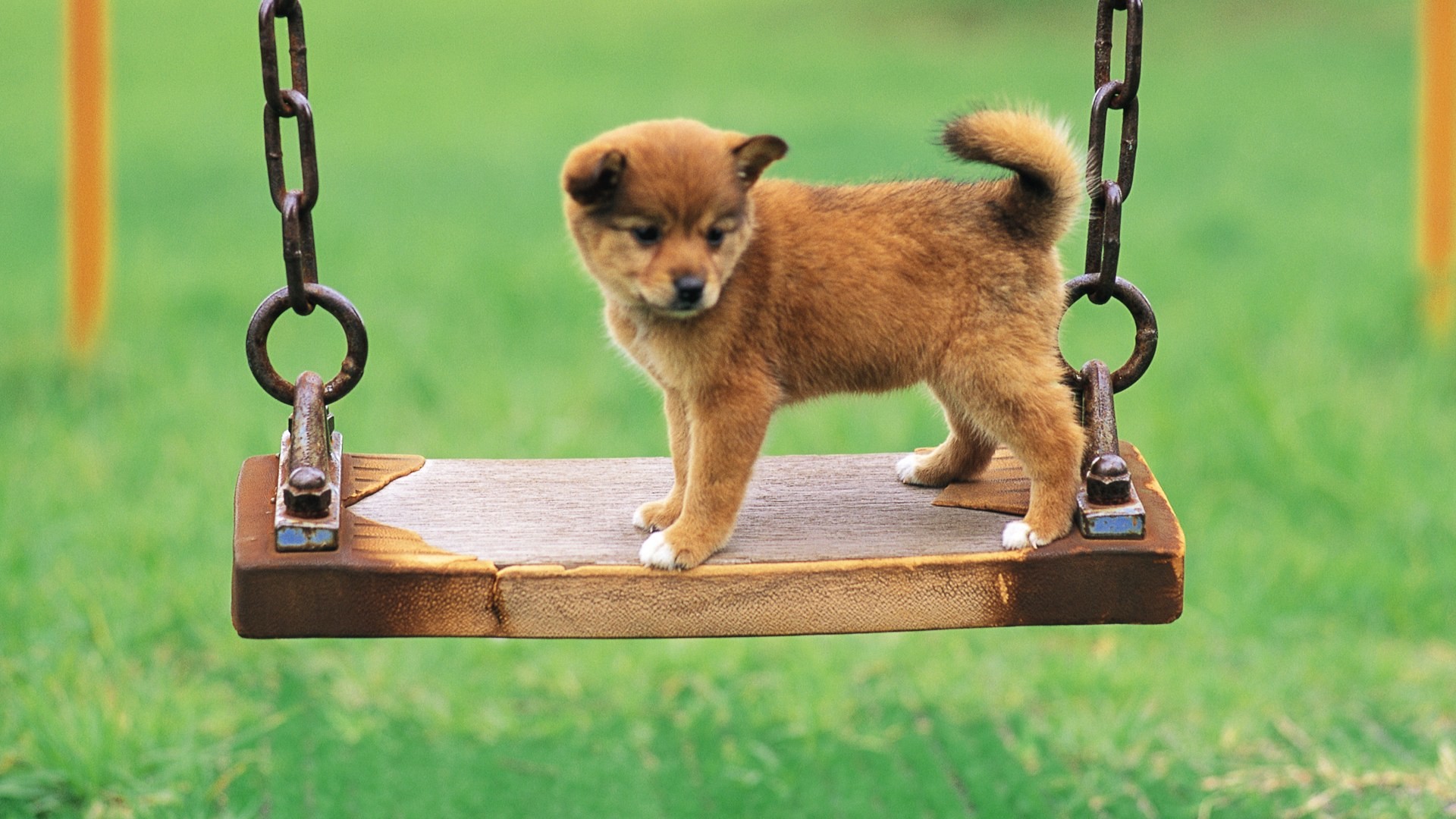 1920x1080 Cute puppy in a park Dog wallpaper Archives