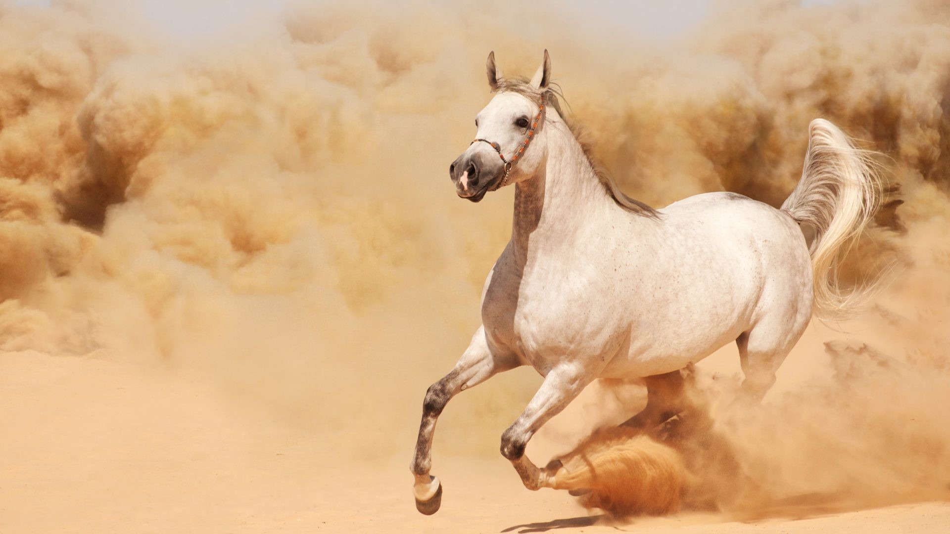 1920x1080 Beautiful Tag - Running Horse Beautiful Dust Runs Sand Animals Ultra Hd for  HD 16: