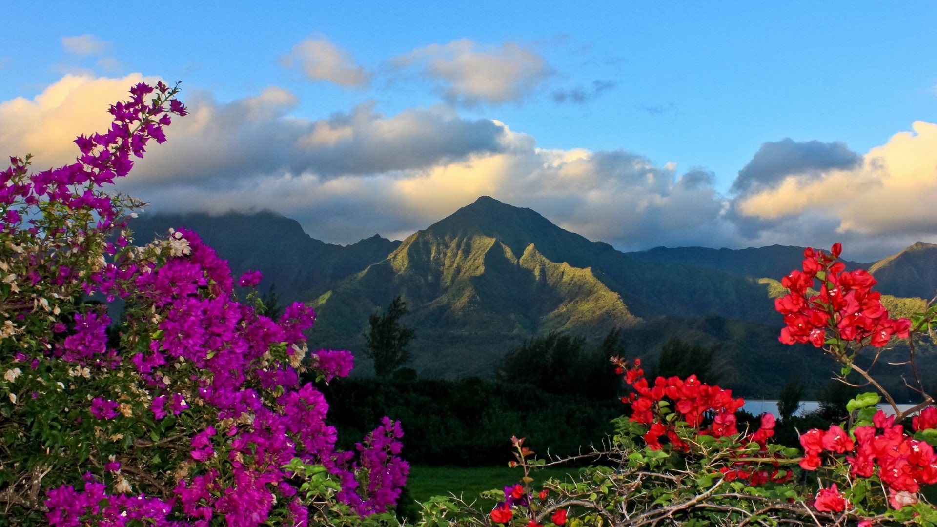 1920x1080 Kauai Tag - Mountain Bougainvillea Coast Walk Islands Paradise Polynesia  Coastline Volcanic Volcano Pali Kalalua Flowers