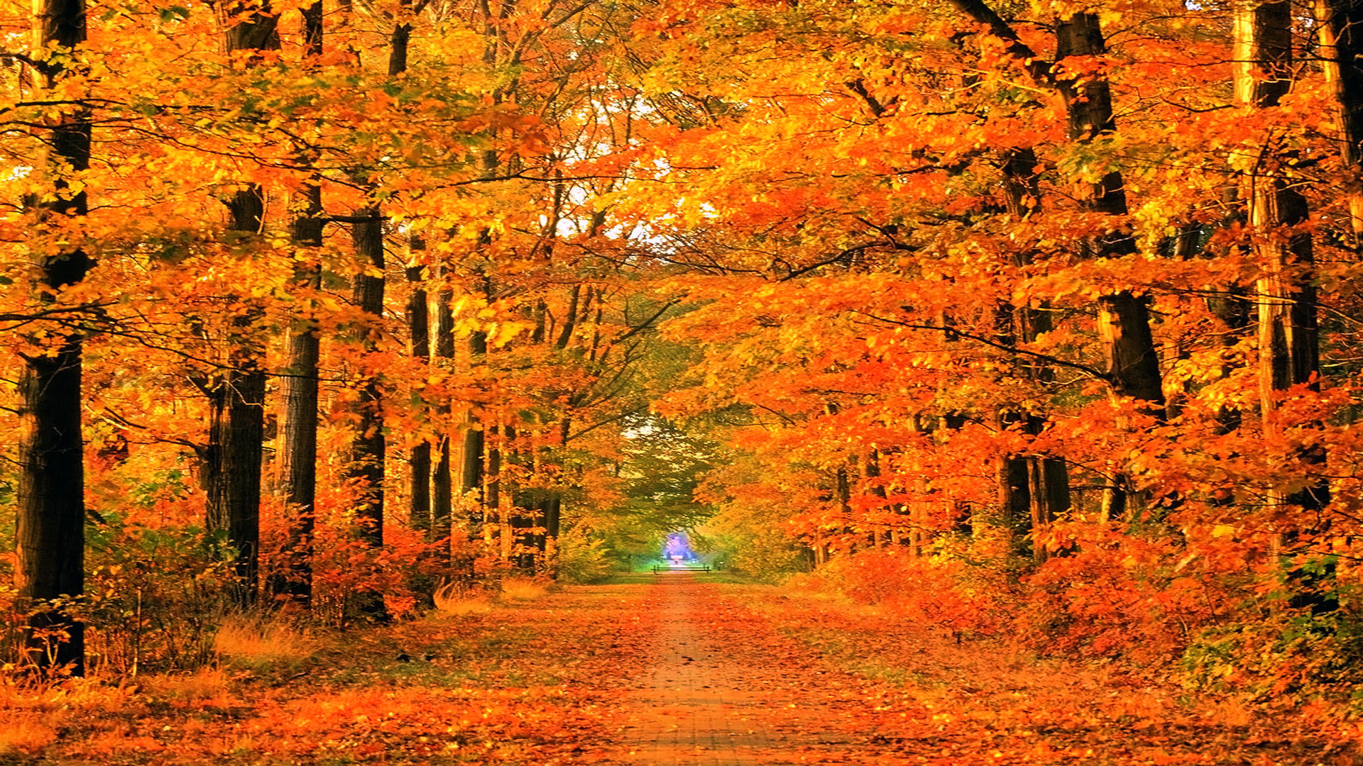 Fall Computer Backgrounds 76 Images