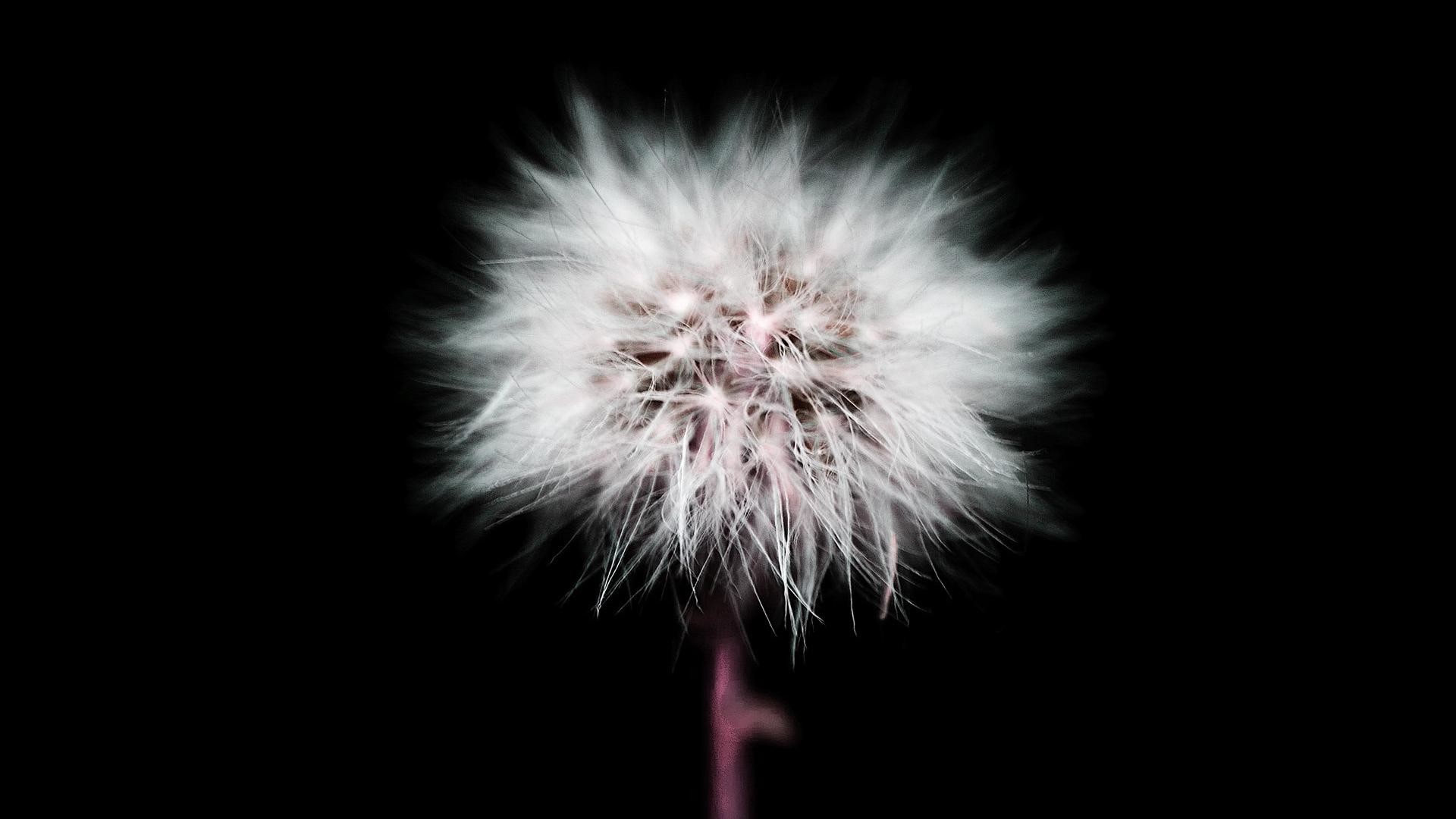 1920x1080  cute white dandelion in black backgrounds wide wallpapers:1280x800,1440x900,1680x1050  -
