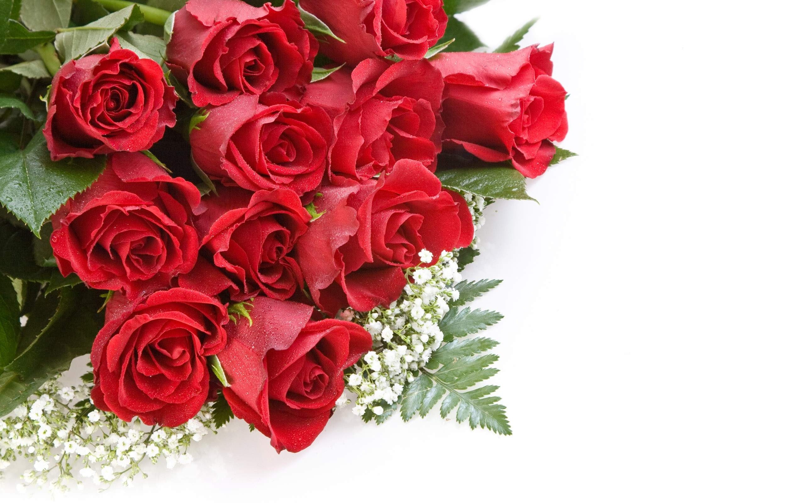 2560x1600 Desktop For Rose Hd Roses Wallpaper Images Smartphone