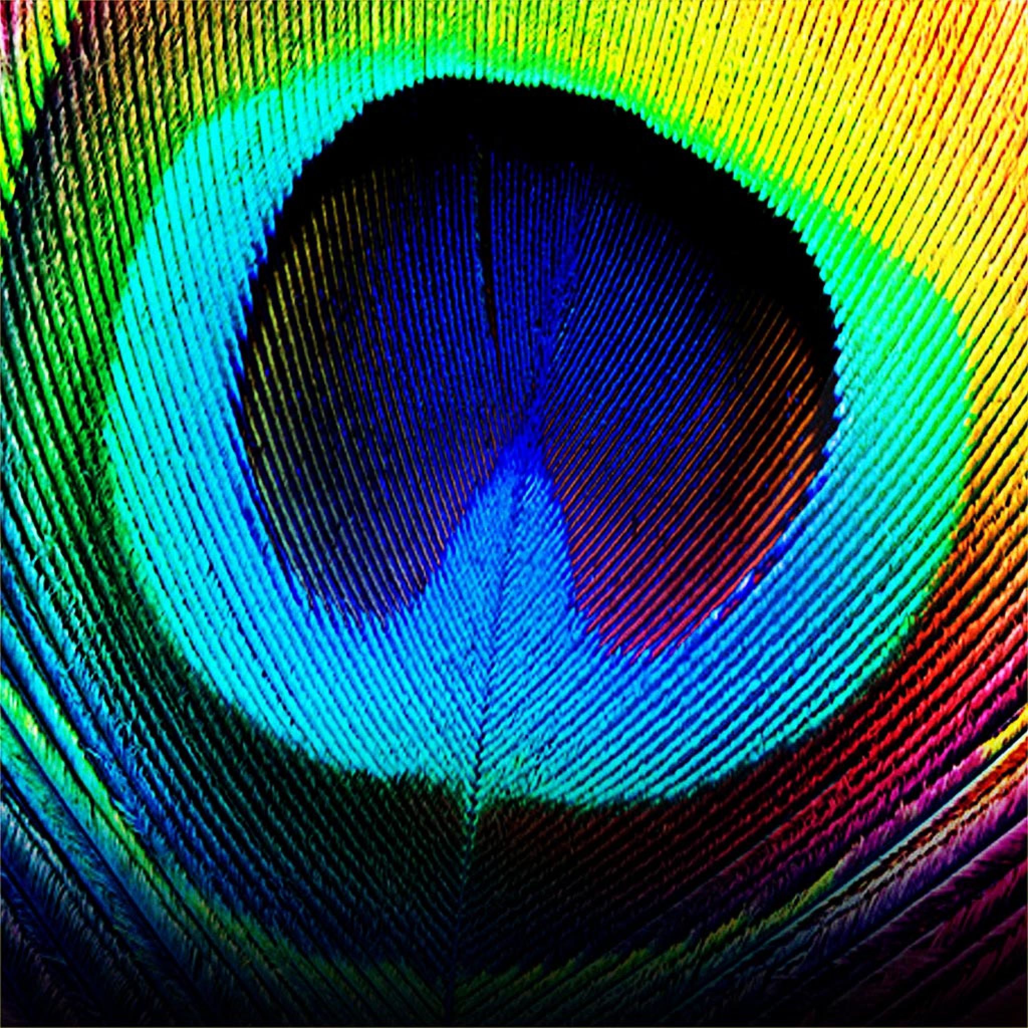 2048x2048 Peacock Feather Background