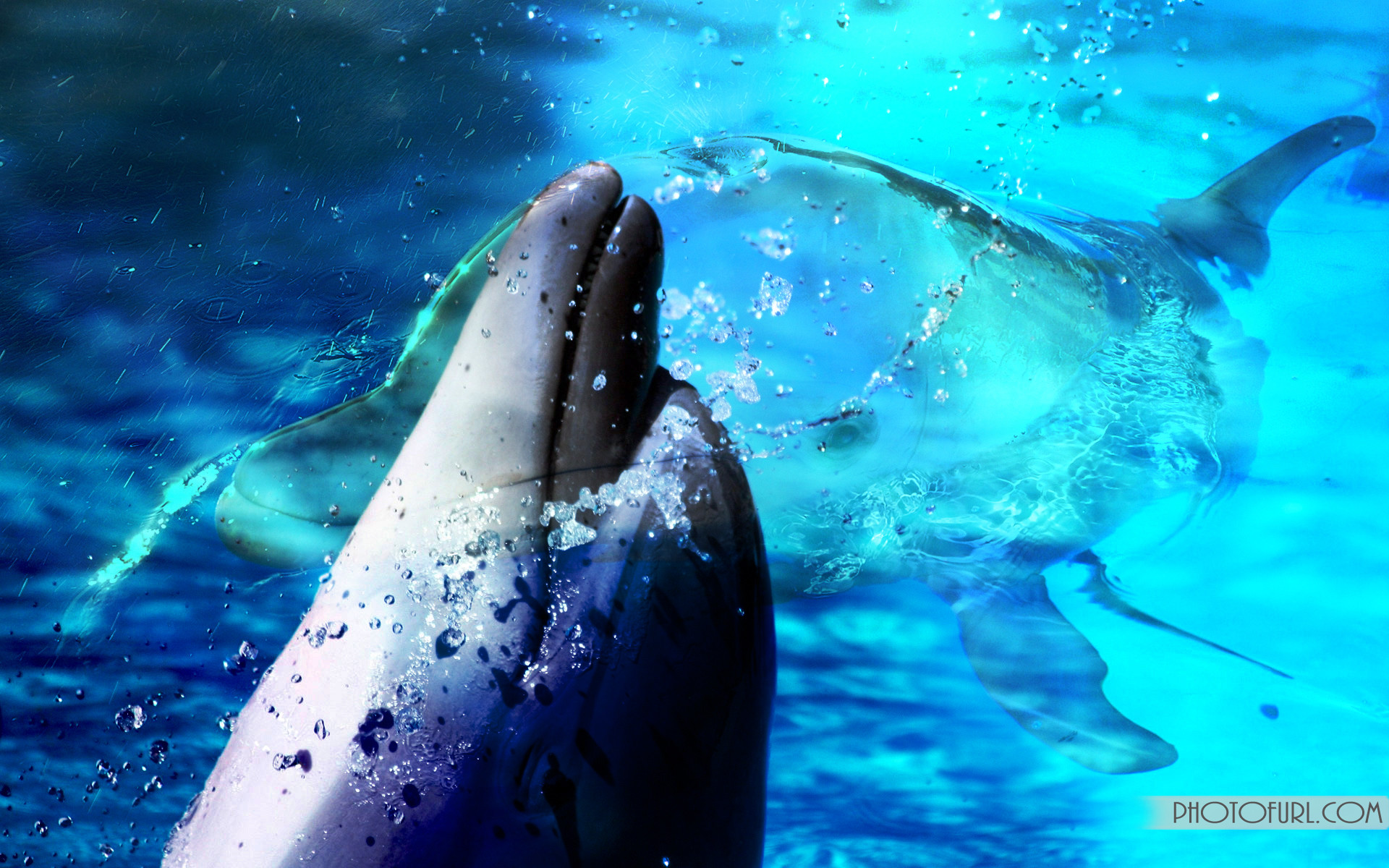 1920x1200 Animated Dolphin wallpapers HD free - 491143