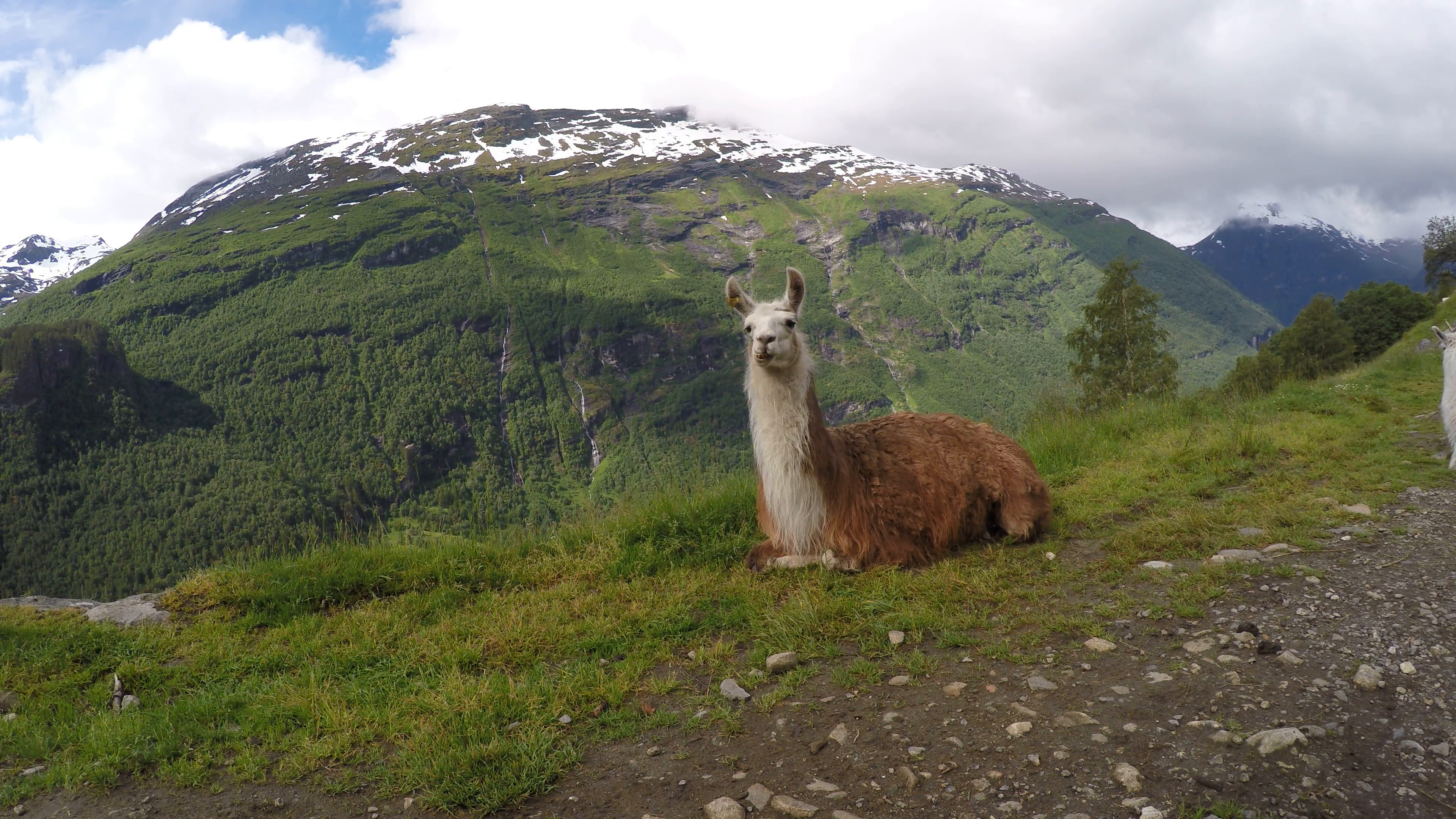 3840x2160 A brown Llama seats in front of mountains, clouds, snow and waterfalls A  male Llama seats in front of mountains, clouds, snow and waterfalls in  background.