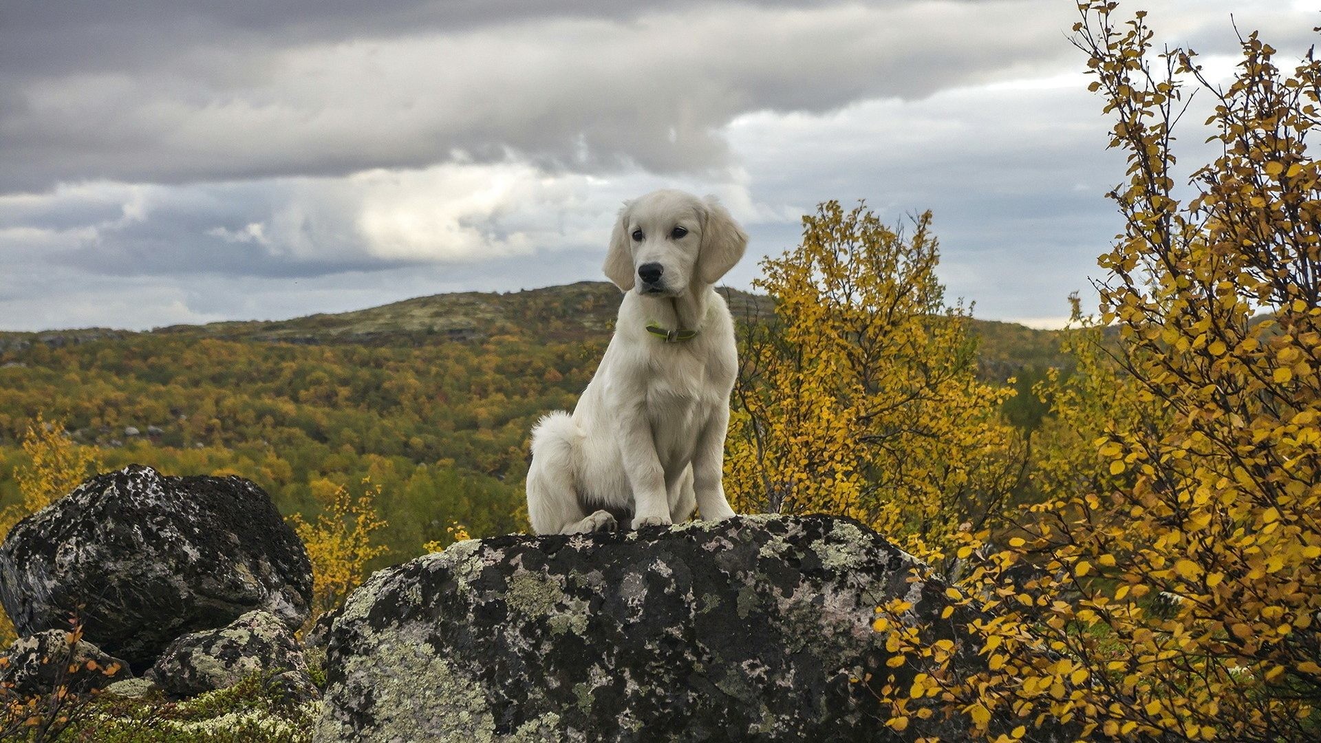 1920x1080 Dog Tag - Rocks Dog Autumn Fall Pictures Of Baby Exotic Animals for HD 16: