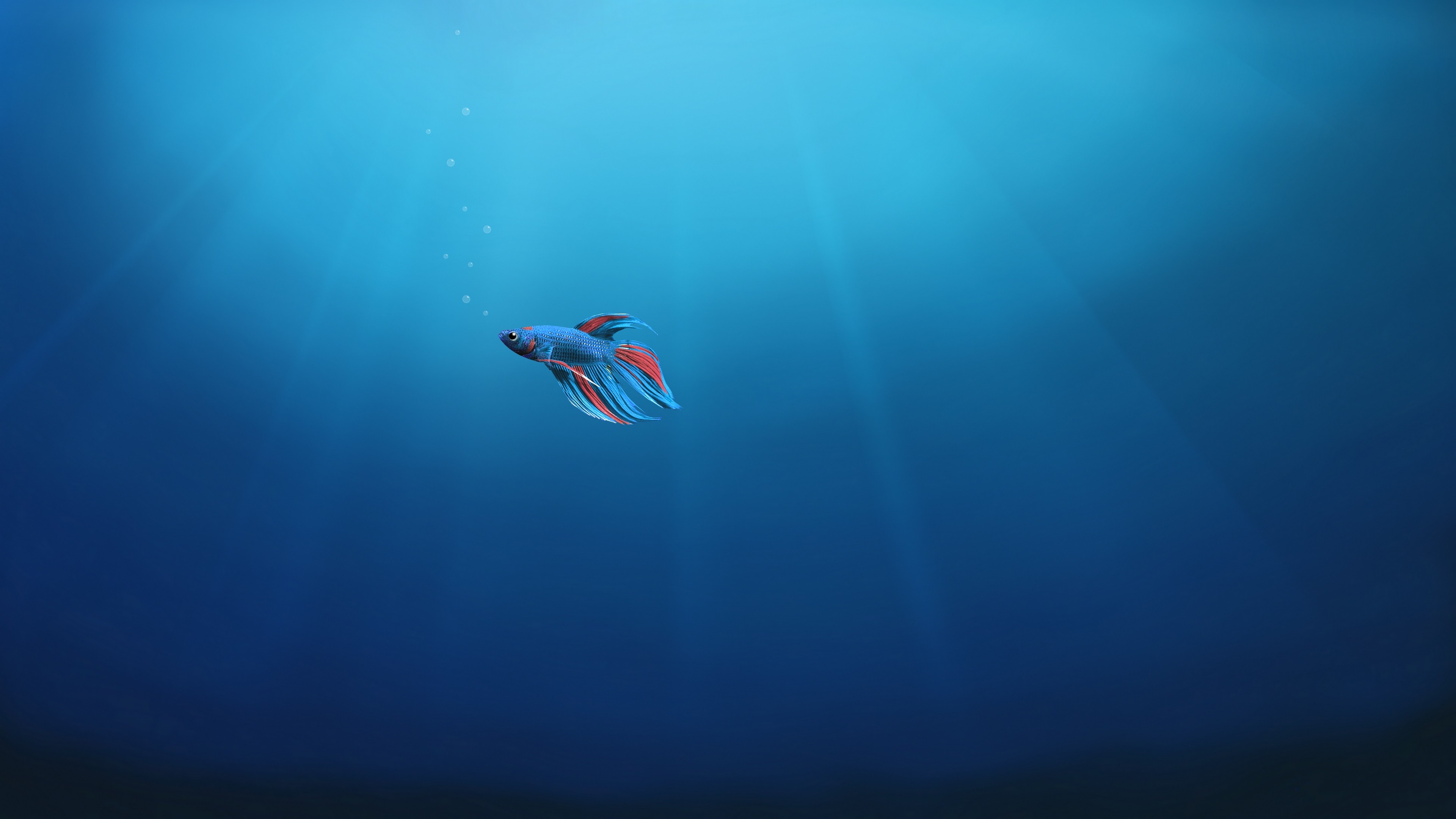 3840x2160 Fish, Alone, Underwater, Windows 10, 4K