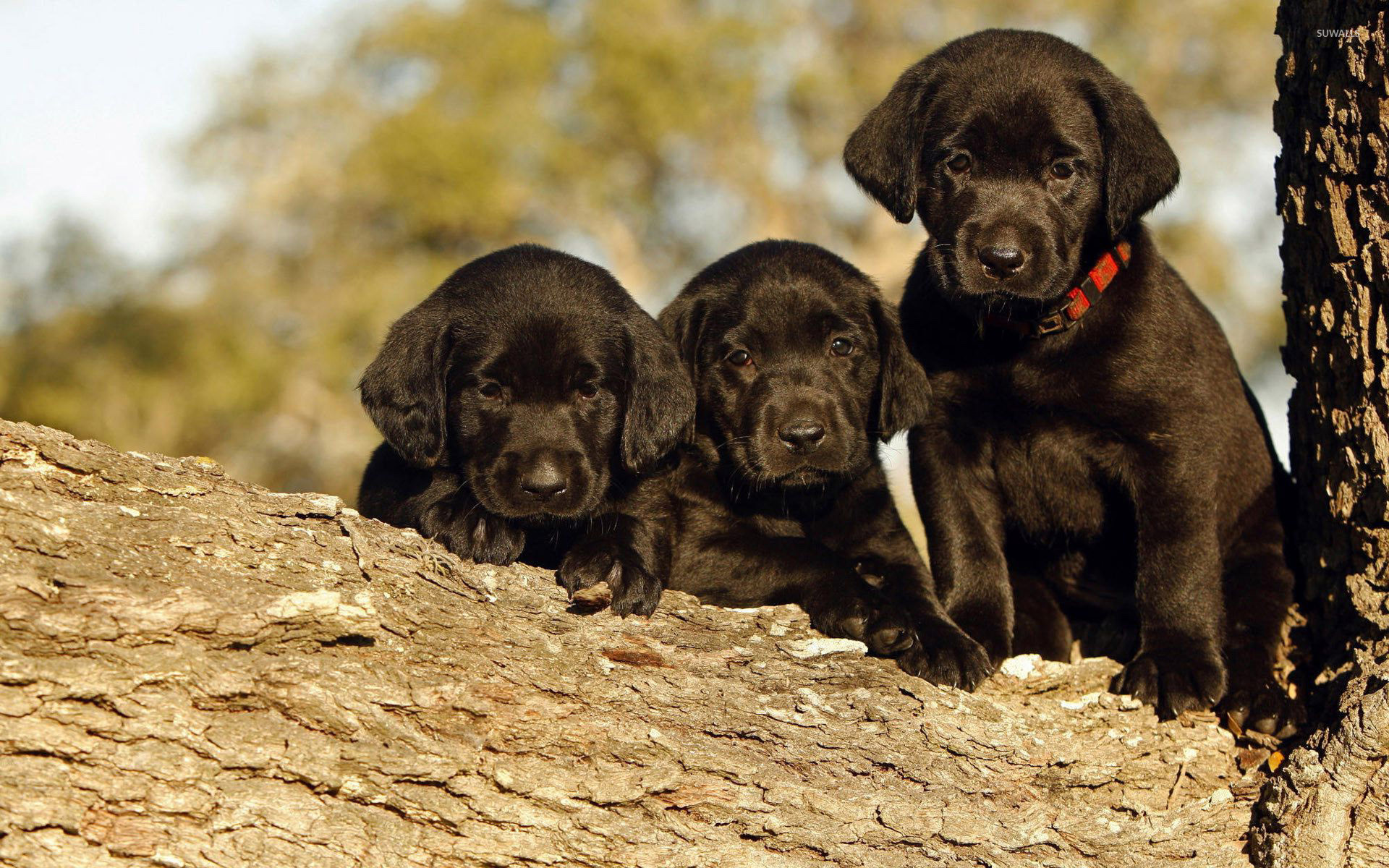 1920x1200 Black Labrador puppies in a tree wallpaper  jpg