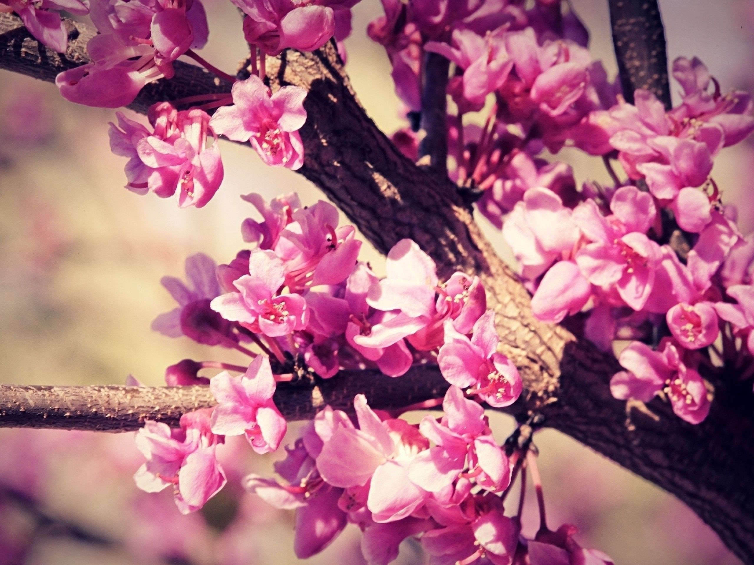 2560x1920 Cherry Blossom Trees HD desktop wallpaper Widescreen High