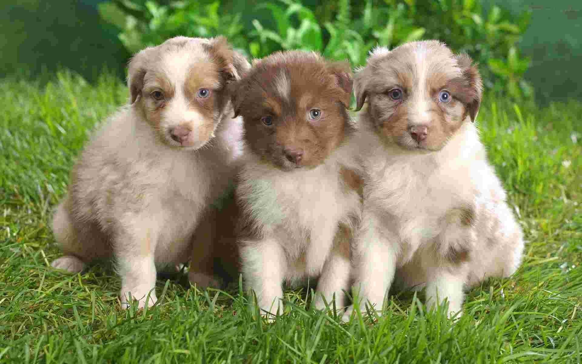 1920x1200  2 dog Wallpapers - Download free 2 dog cute puppies wallpapers .