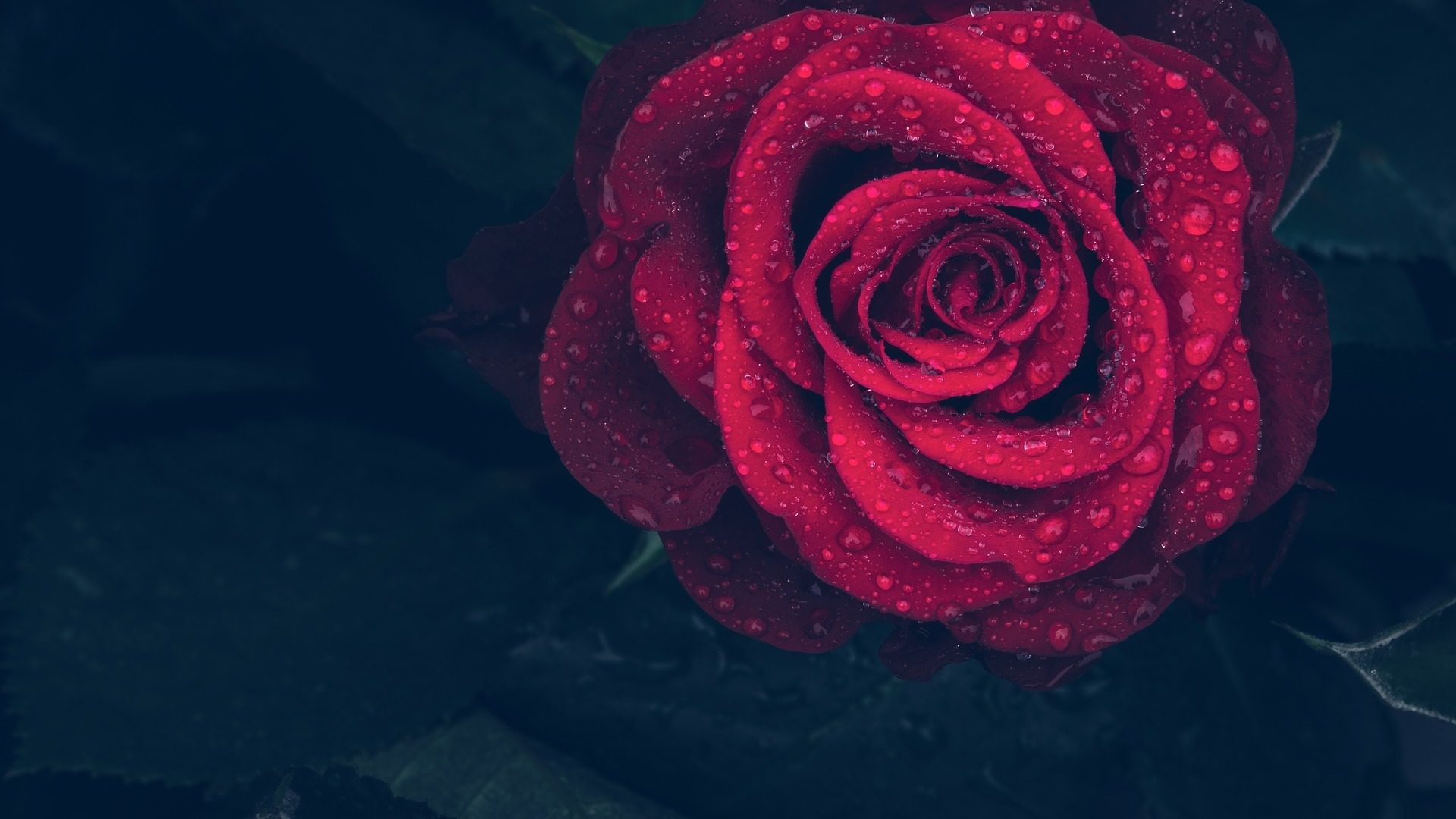 1920x1080 Beautiful single red rose hd wallpaper with dark background