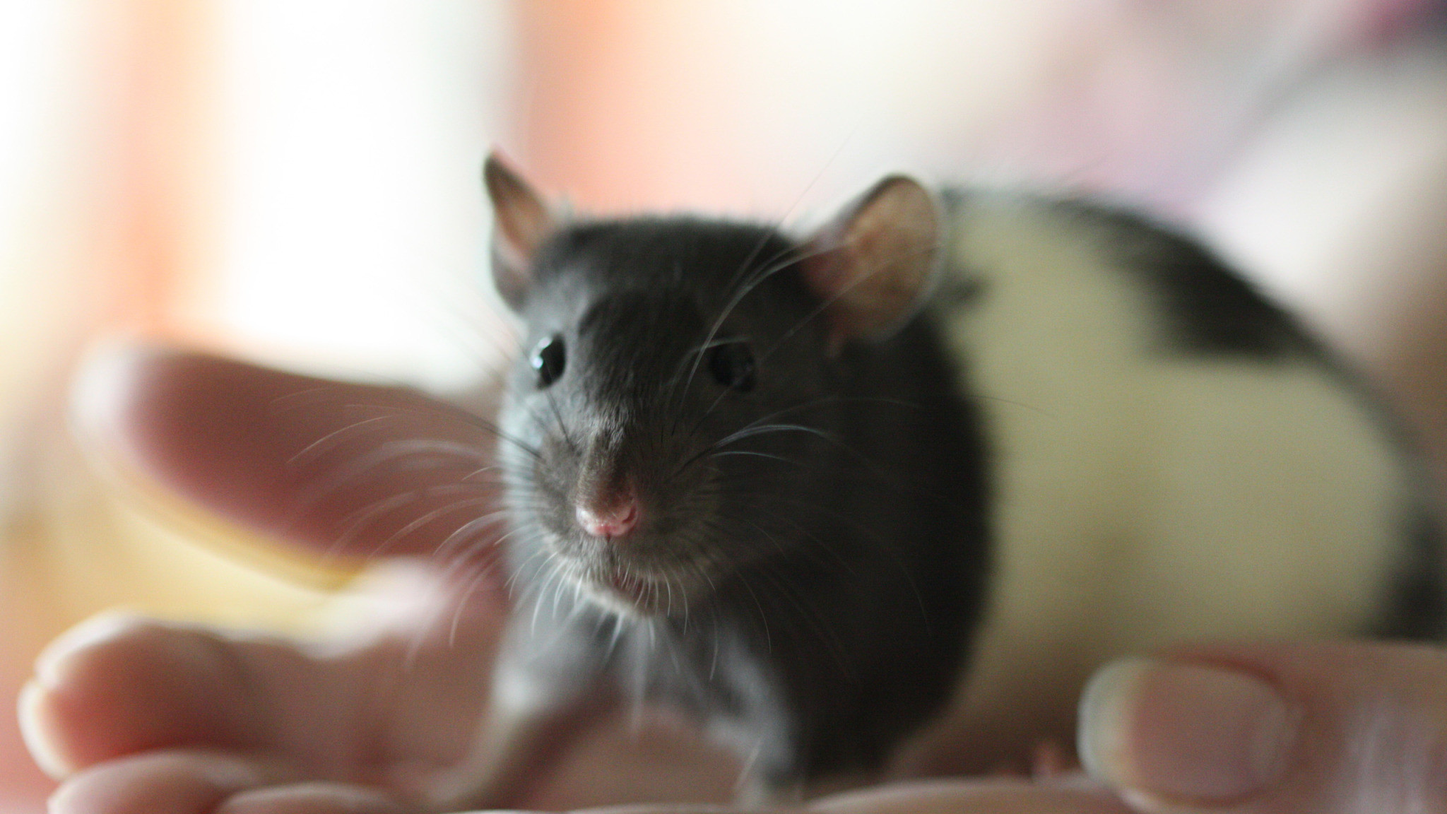 2048x1152 Awesome Rat Pics | Rat Wallpapers