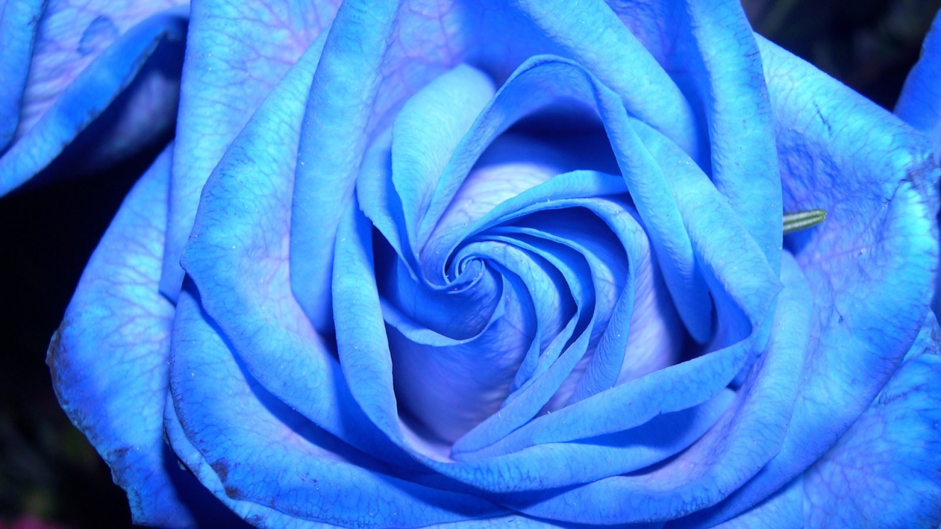 1920x1080 Blue rose on a dark background