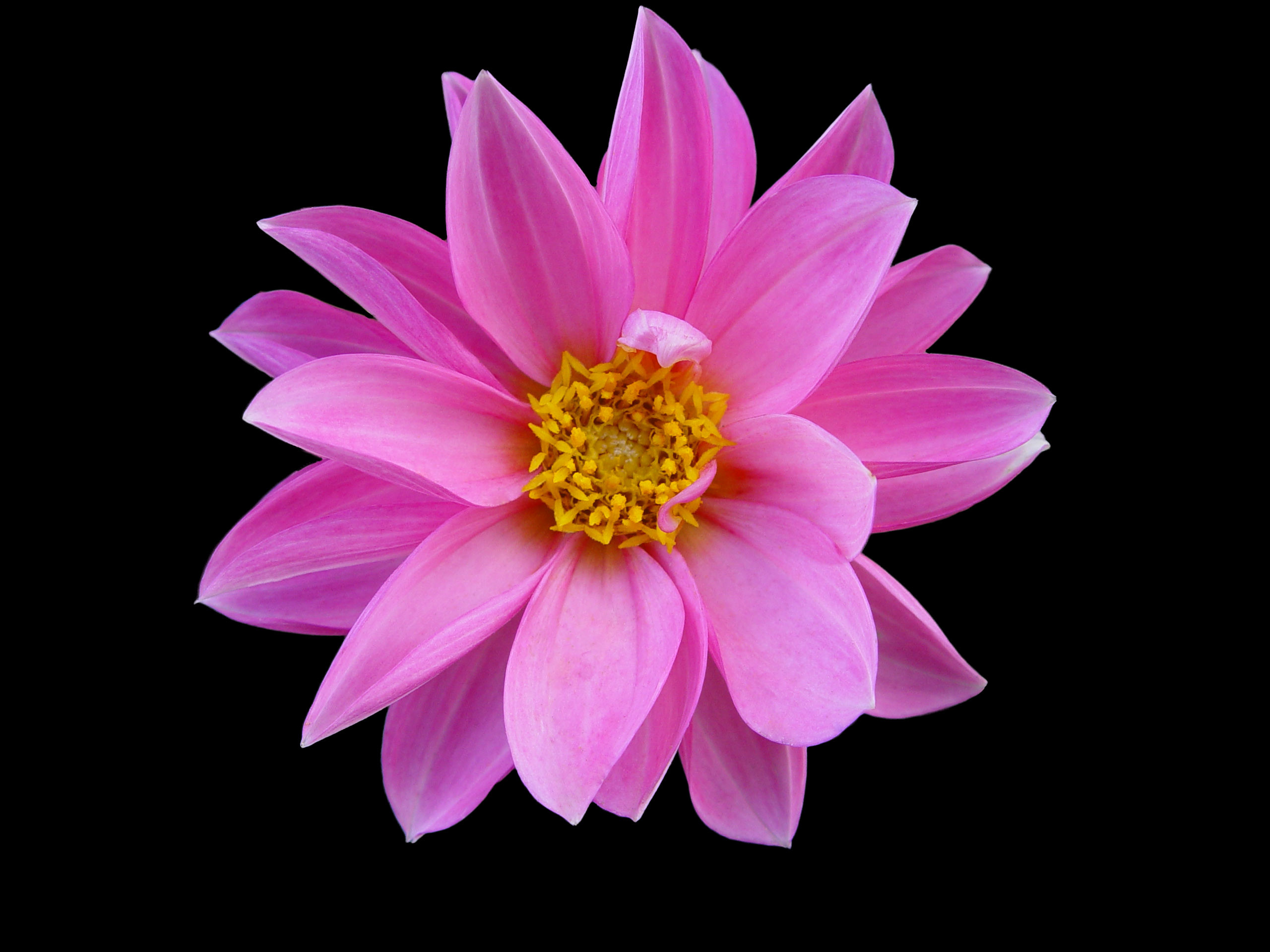 2560x1920 Pink Flower Wallpaper - Flowers Desktop Wallpaper