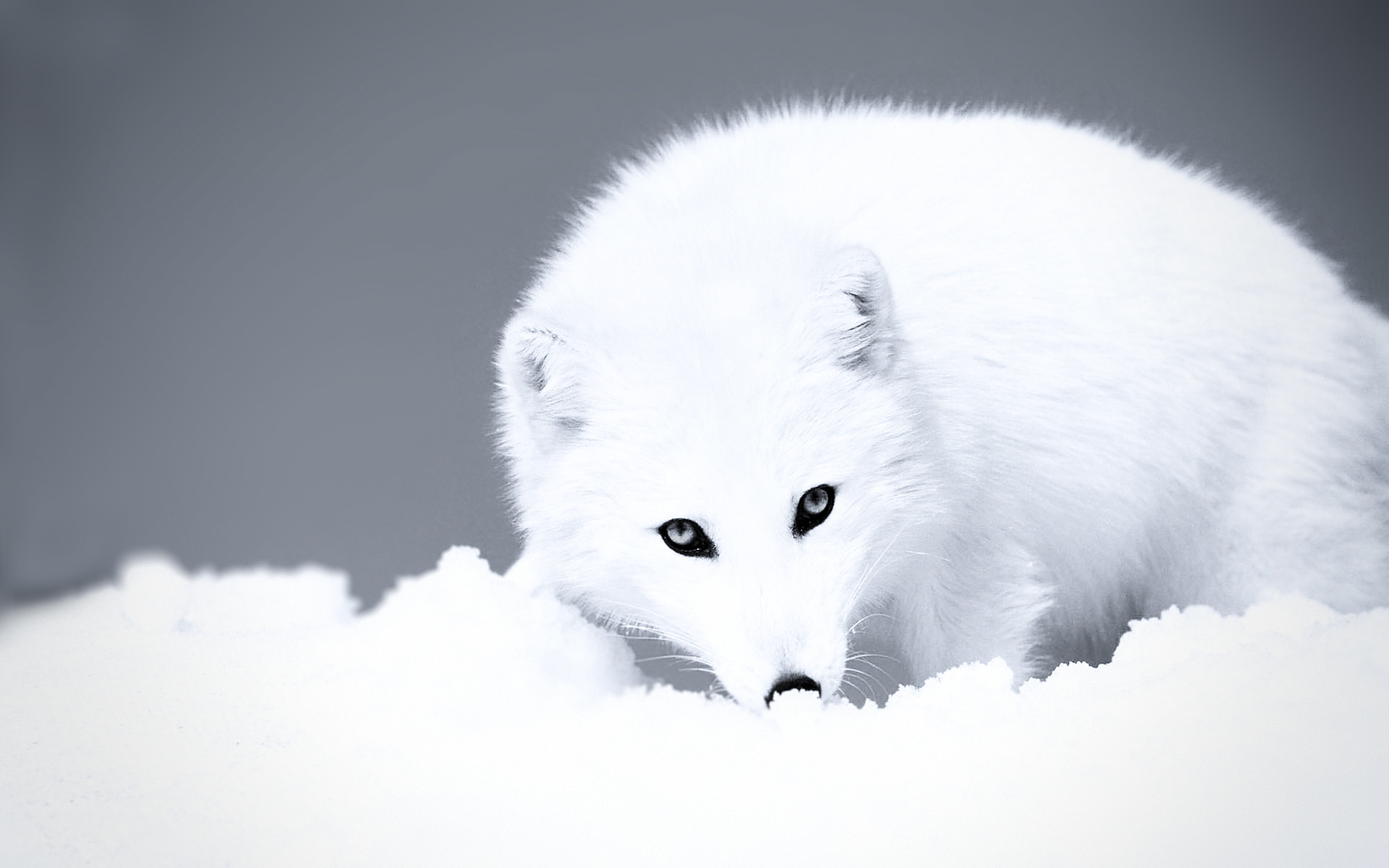 1920x1200 arctic fox. Â«Â«