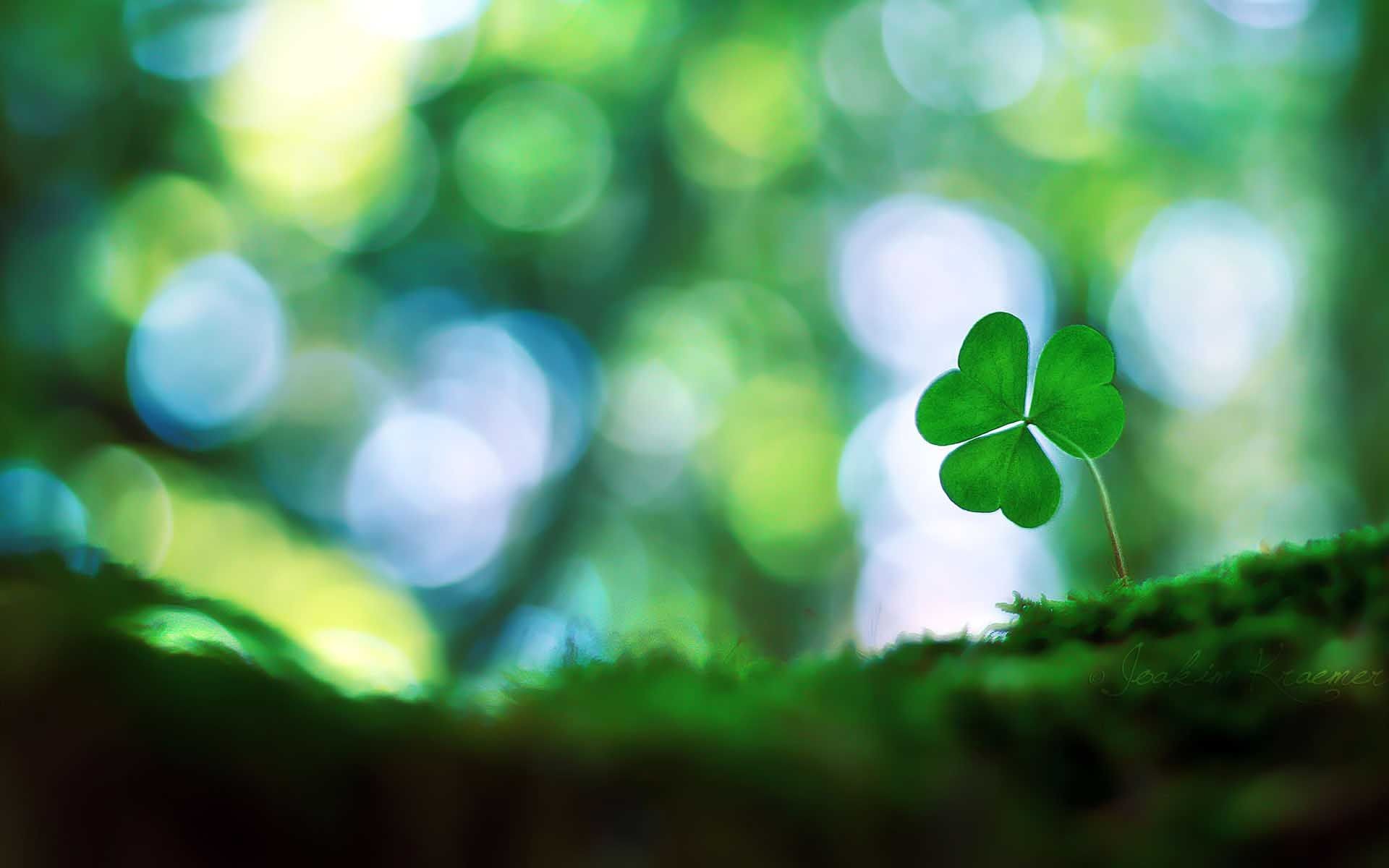 1920x1200 1000+ images about four leaf clovers on Pinterest | Smiley faces .