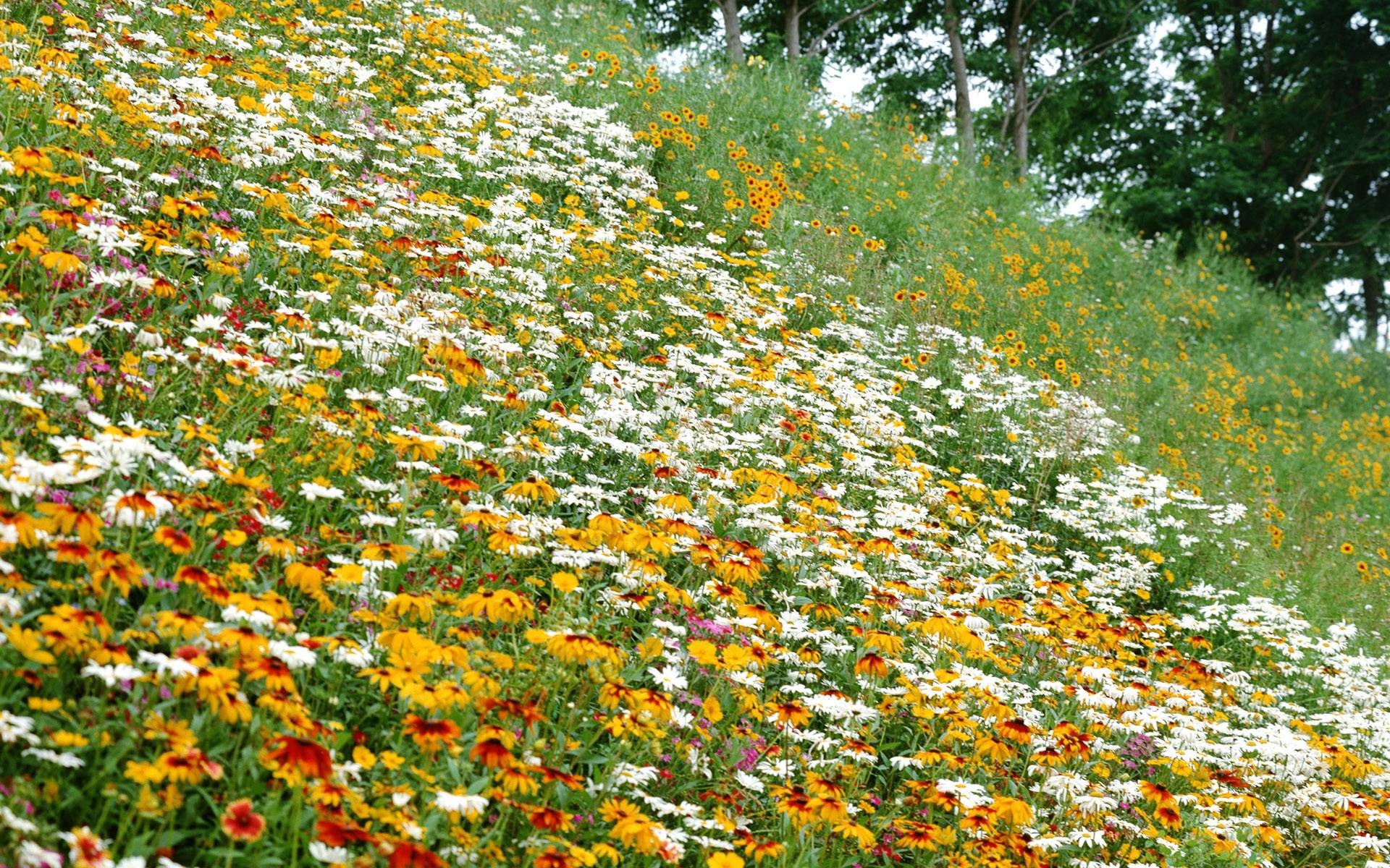 1920x1200 Flower Garden Backgrounds Wallpaper Cave Â· Summer Screensavers Wallpapers  Wallpaper Cave