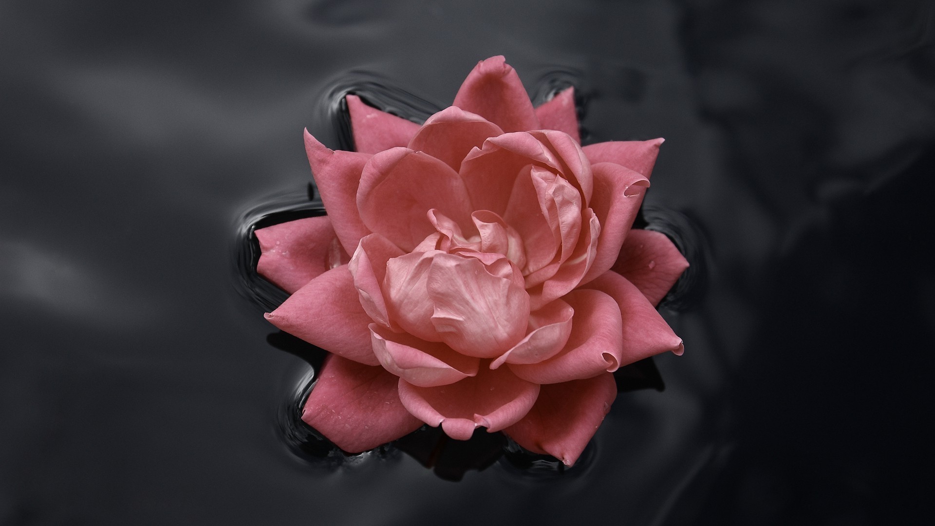 1920x1080 pink Roses, Water, Nature, Macro, Flowers, Rose, Black, Pink Wallpapers HD  / Desktop and Mobile Backgrounds