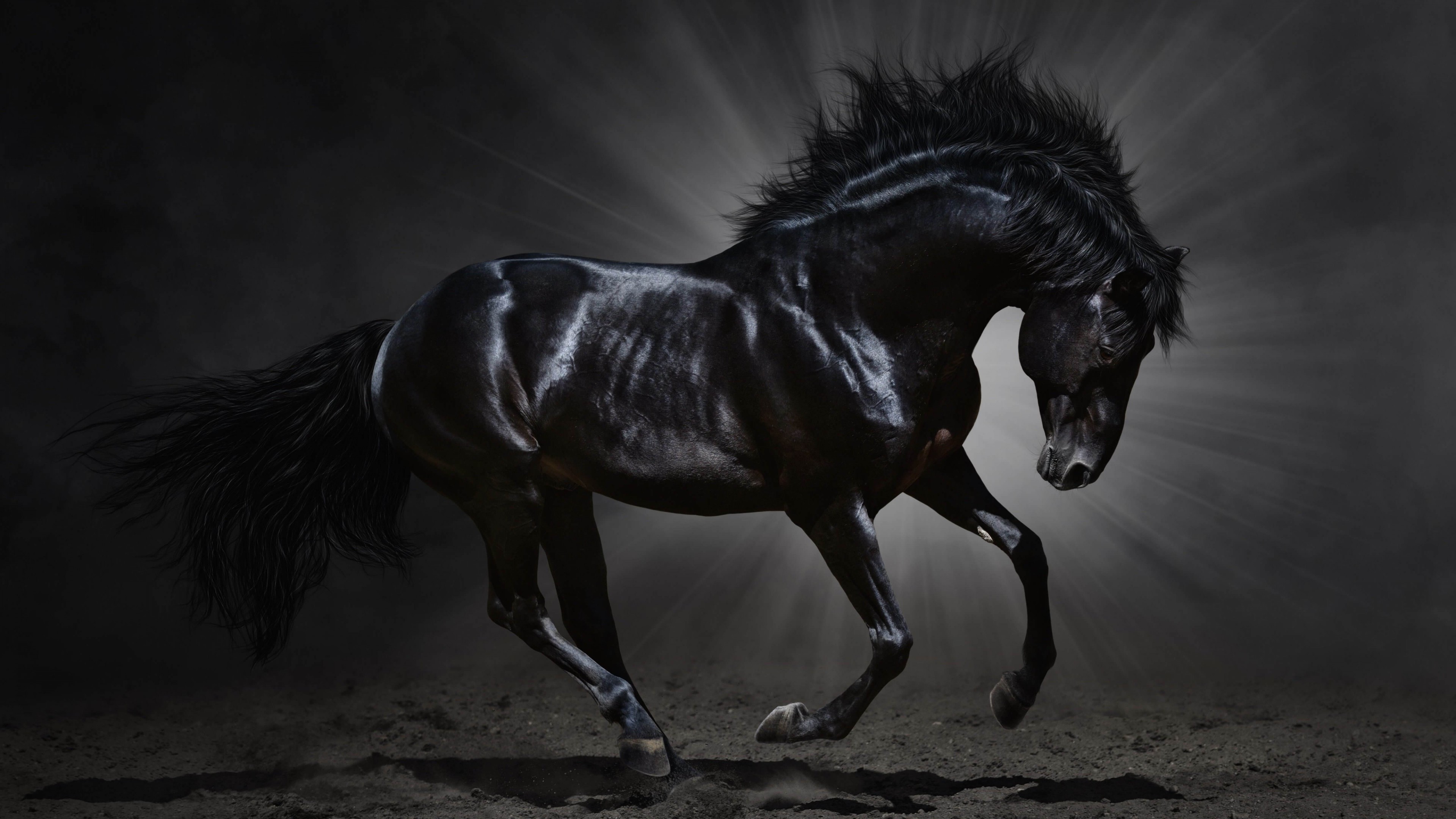 3840x2160 Black Horse Desktop Wallpaper | Download Dark Horse HD wallpaper for 4K  3840 x 2160 -