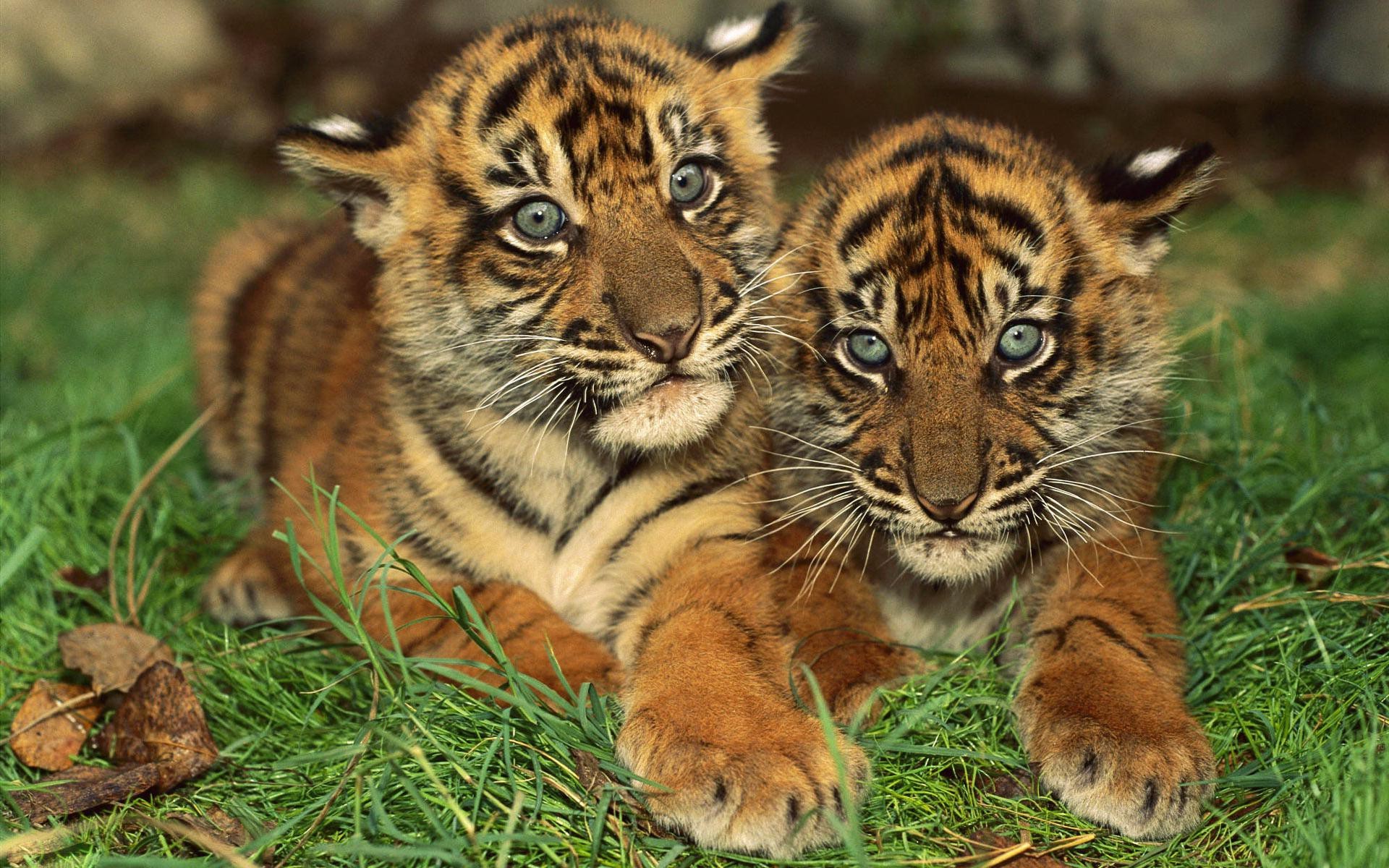 1920x1200 Baby Tiger Wallpapers High Resolution