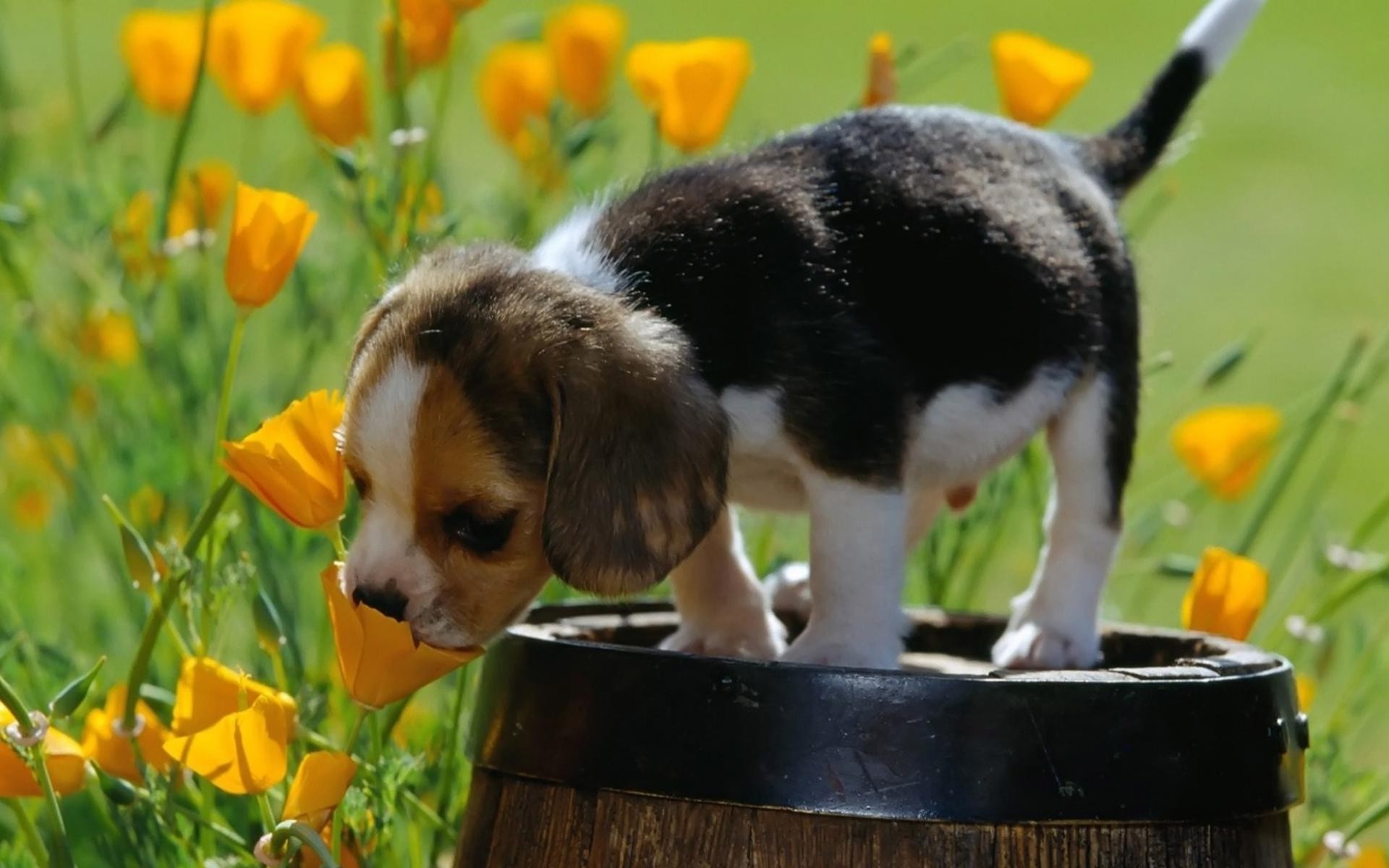 1920x1200 nature, Animals, Baby Animals, Puppies, Dog, Yellow Flowers, Field,  Barrels, Beagles Wallpapers HD / Desktop and Mobile Backgrounds