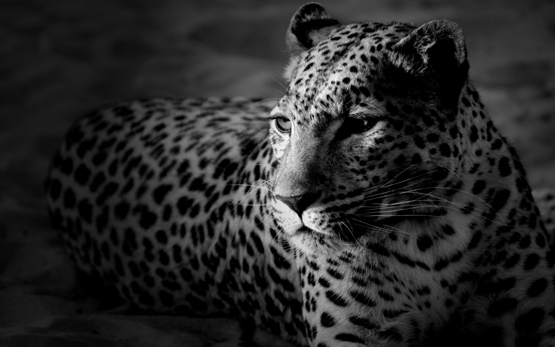 1920x1200 Astonishing Black And White Wallpaper With Black And White Photo Black and  white cheetah wallpaper Wallpapers)