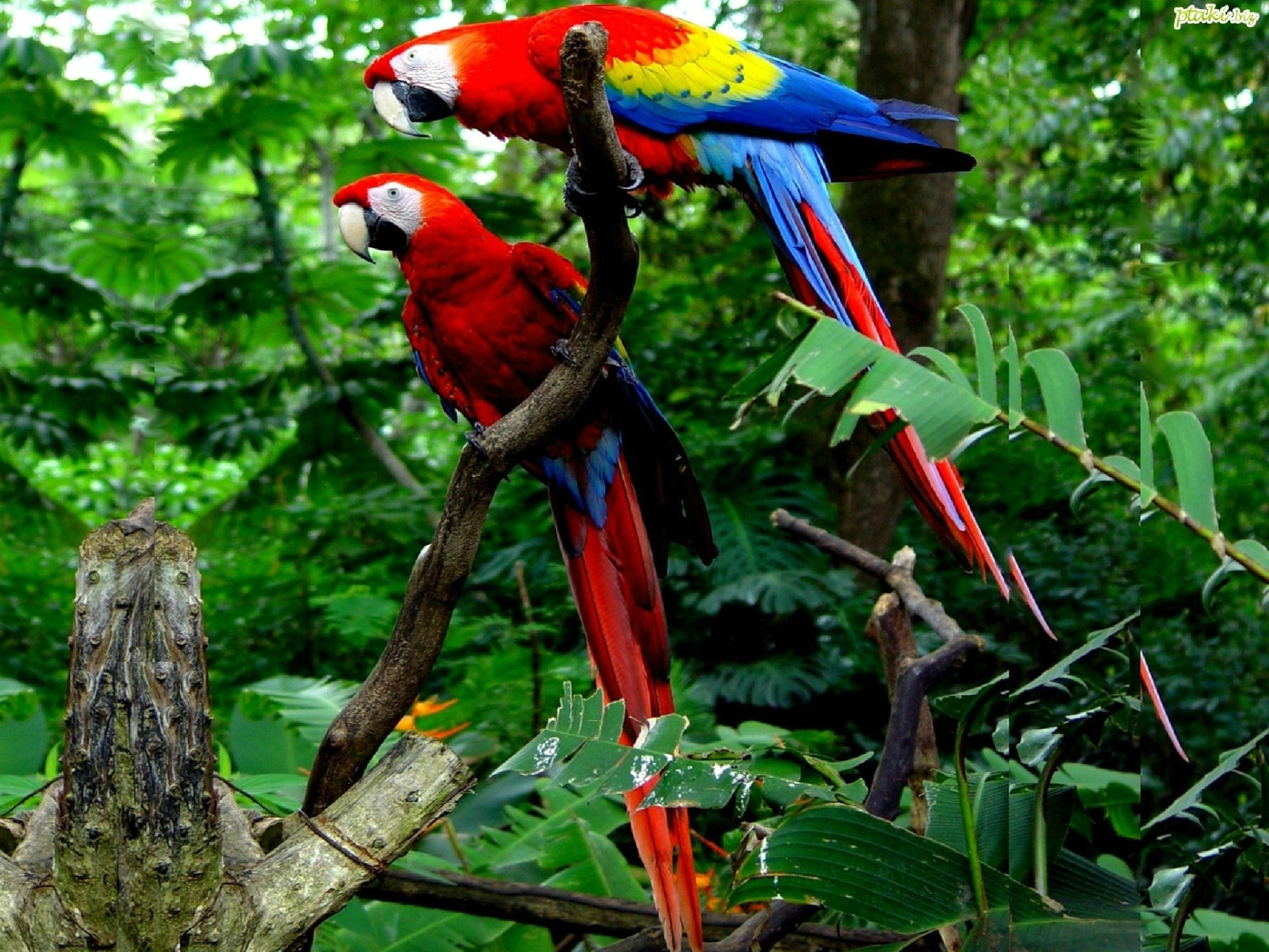 1920x1440 desktop pictures of macaw parrots wallpaper
