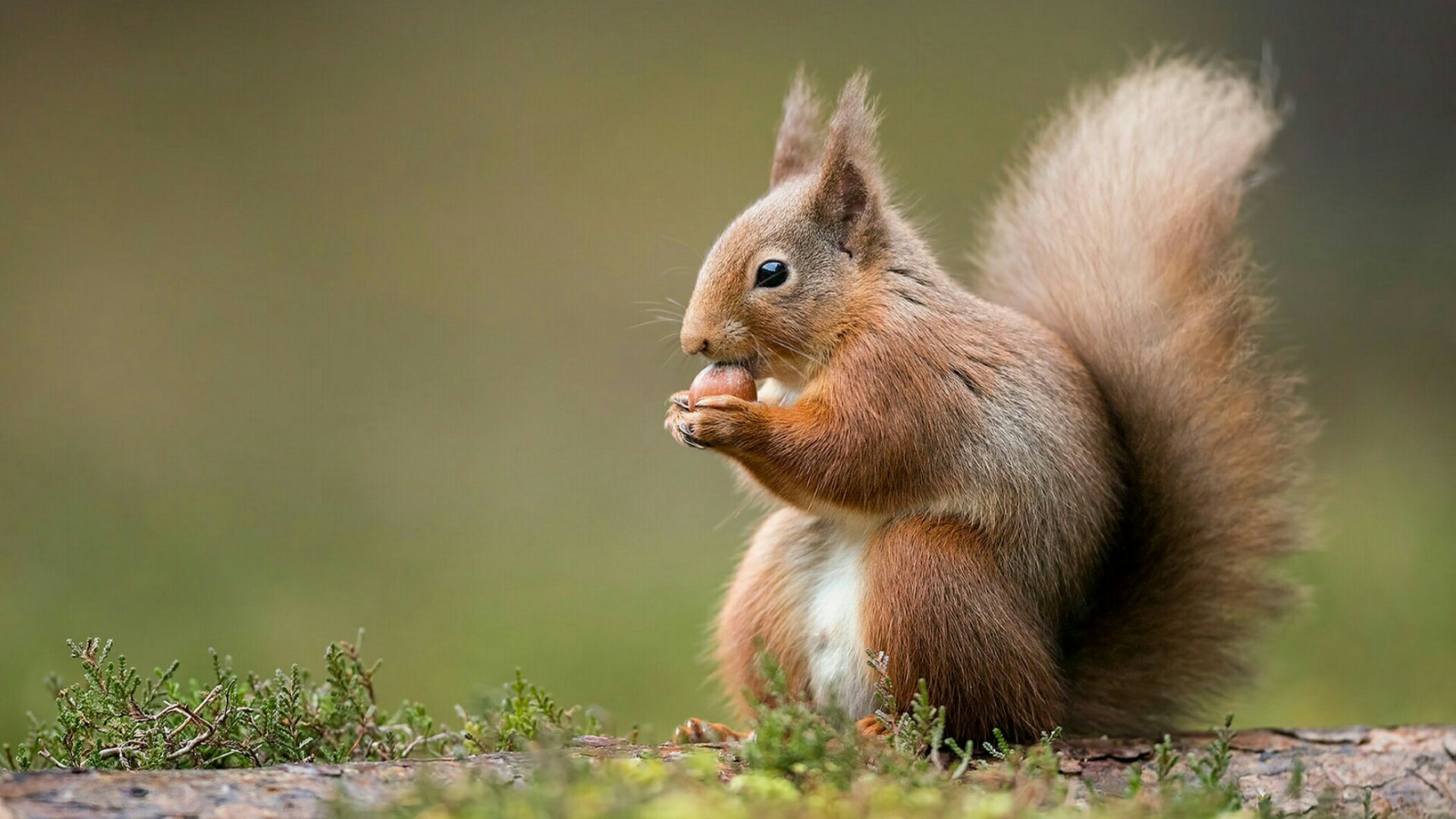 1920x1080 Red squirrel with a nut wallpaper