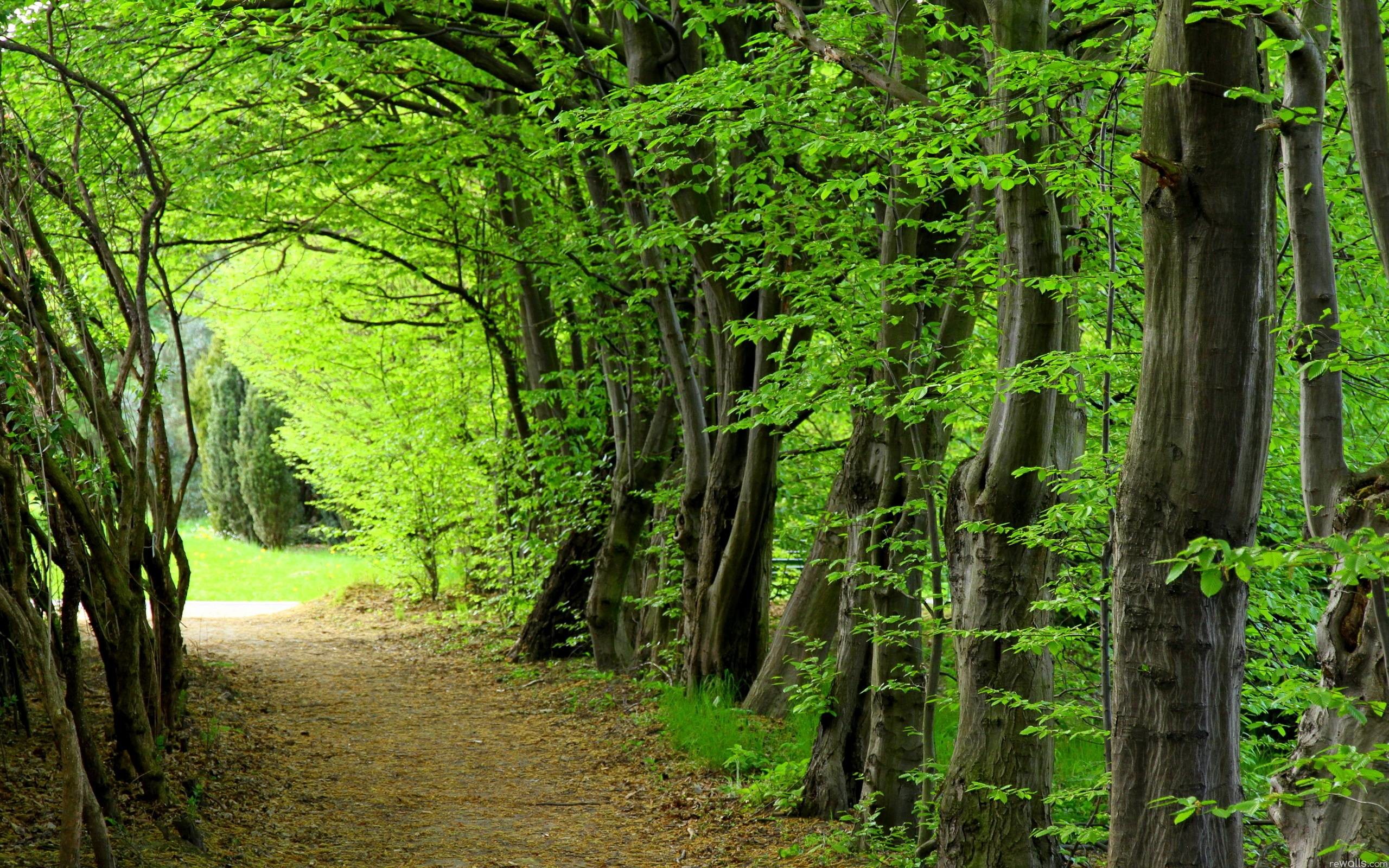 2560x1600 hd-wallpapers-nature-forest-2.jpg