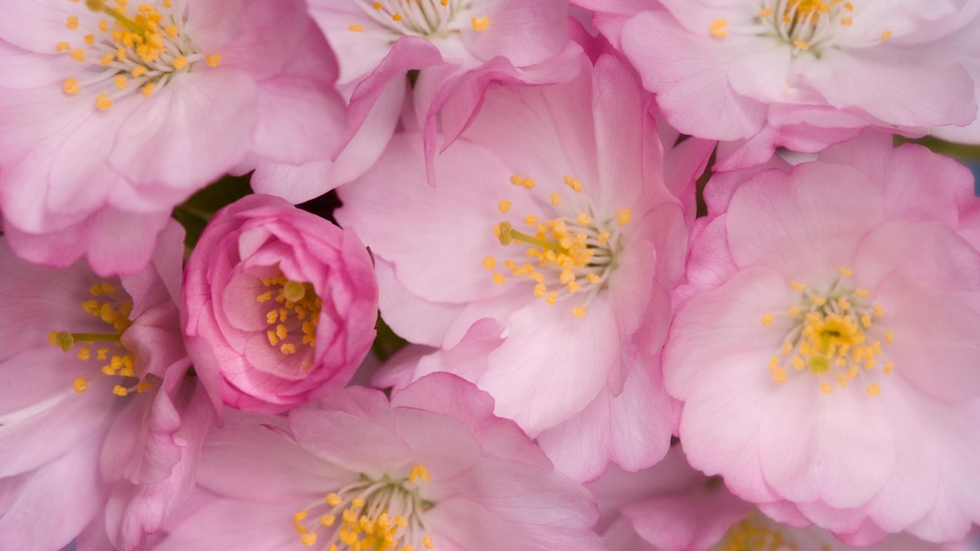 1920x1080 Download Wallpaper  Wild roses, Flowers, Pink, Yellow .