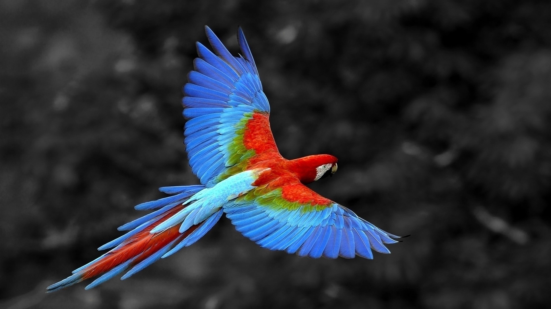 1920x1080 ... Colorful Macaw Parrot Wallpaper. Colorful Parrot Bird HD Animals Flying  ...