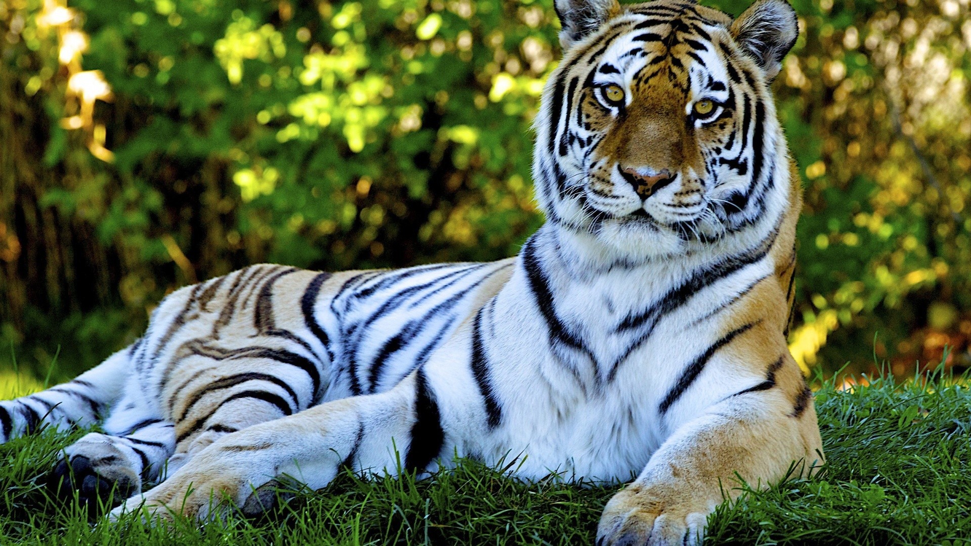 1920x1080 dwhite tiger hd photos free download
