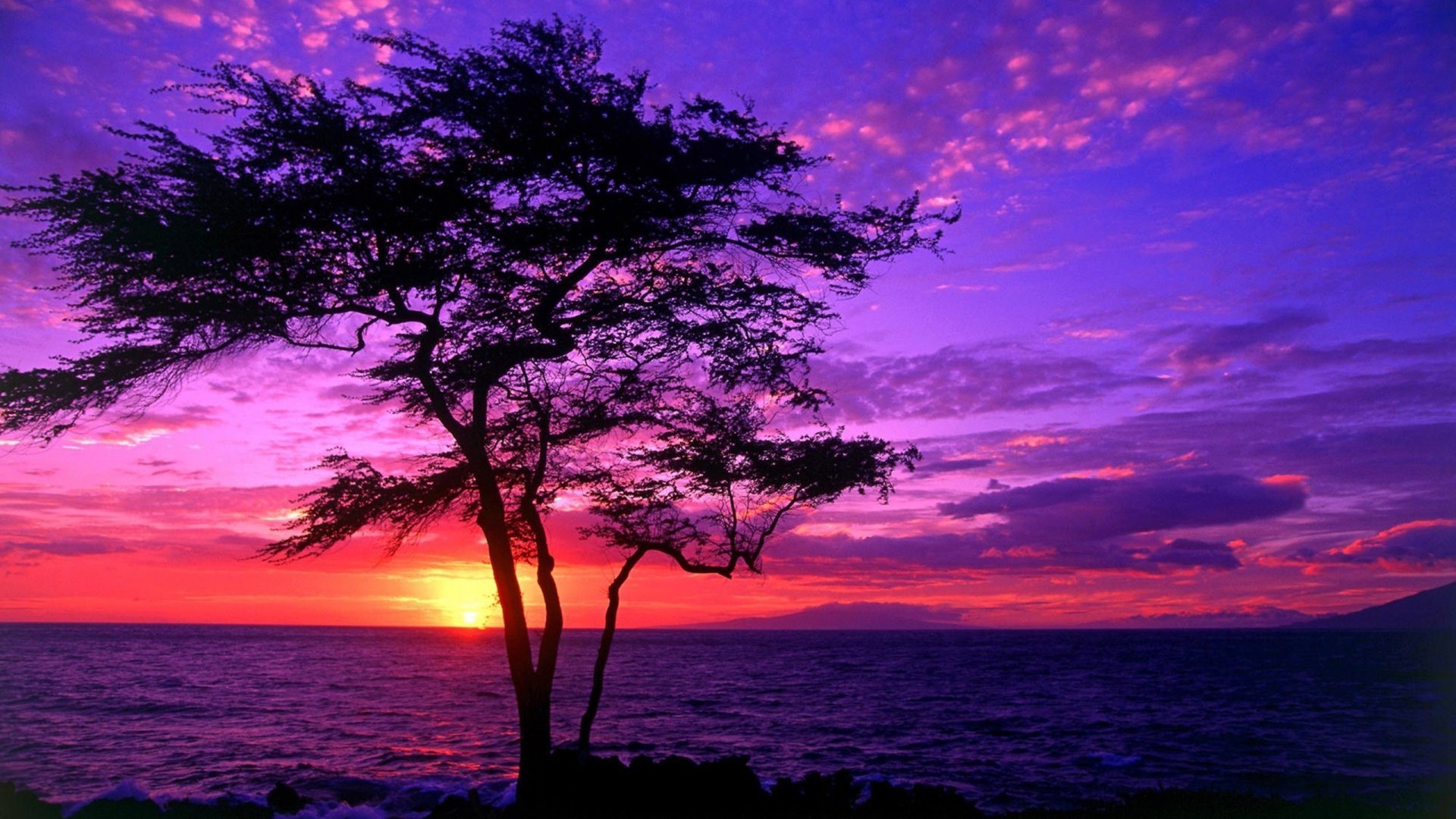 1920x1080 Sea Tree Beautiful Sunset Wallpaper