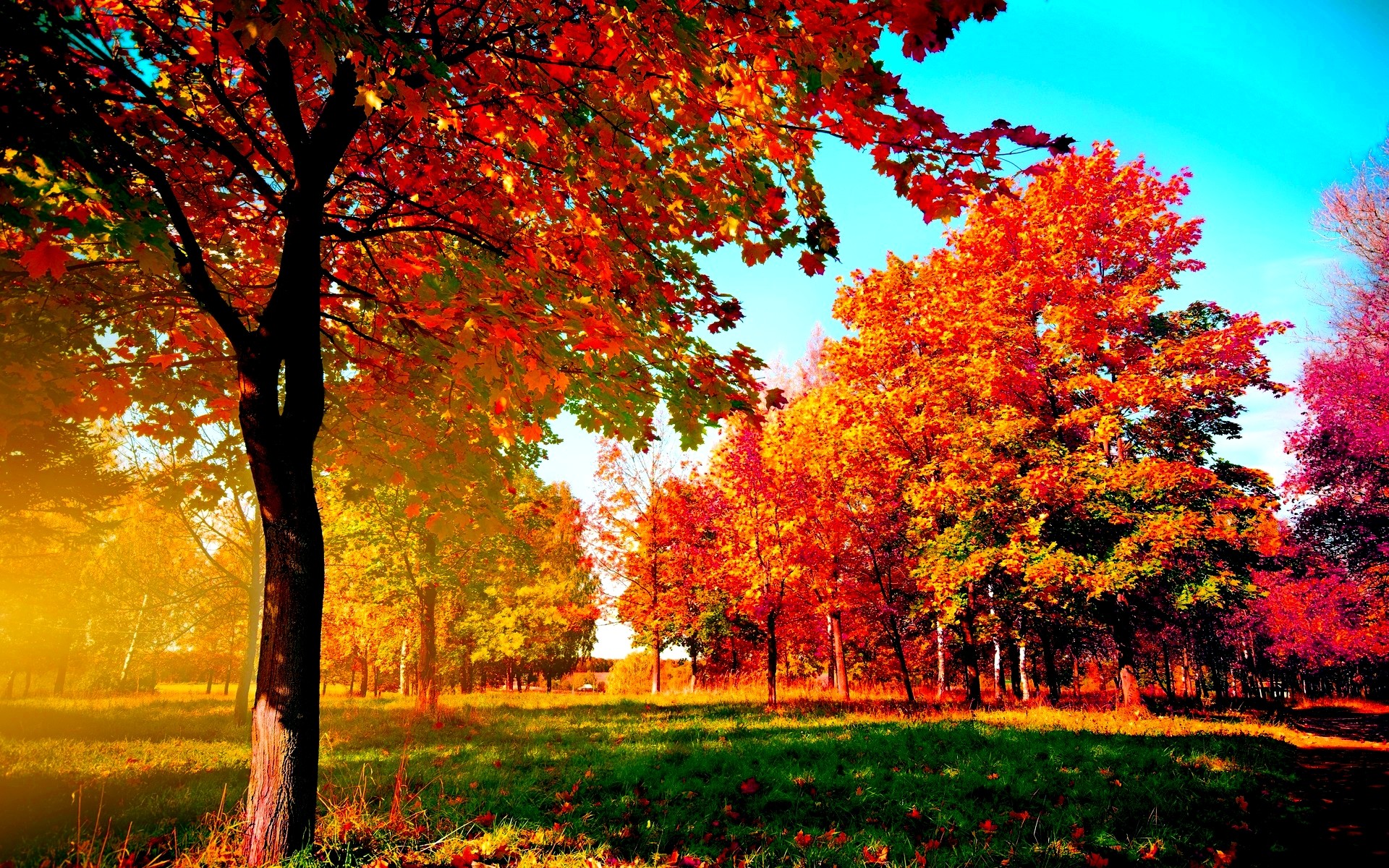 1920x1200 Autumn-trees Wide Desktop Background