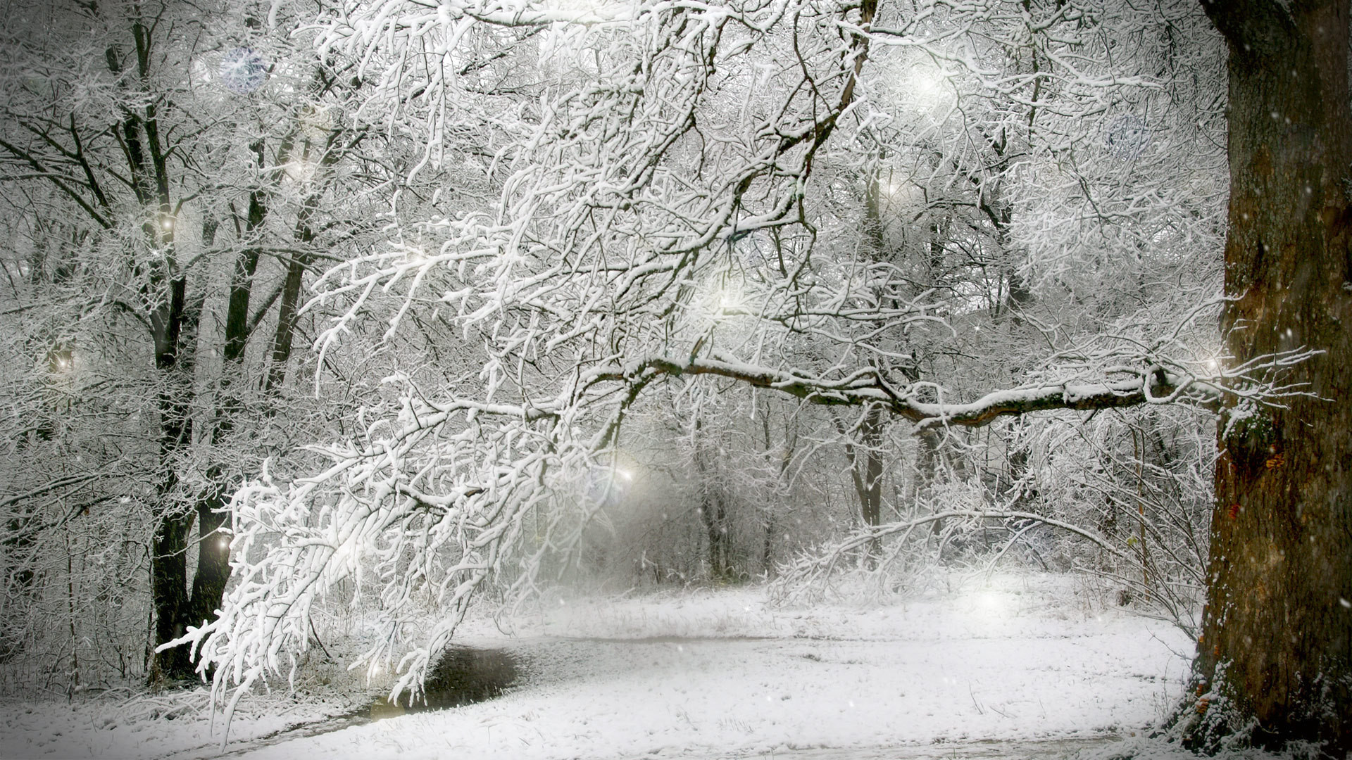 1920x1080 images of winter forest scenes | scenes of winter - Desktop Wallpaper