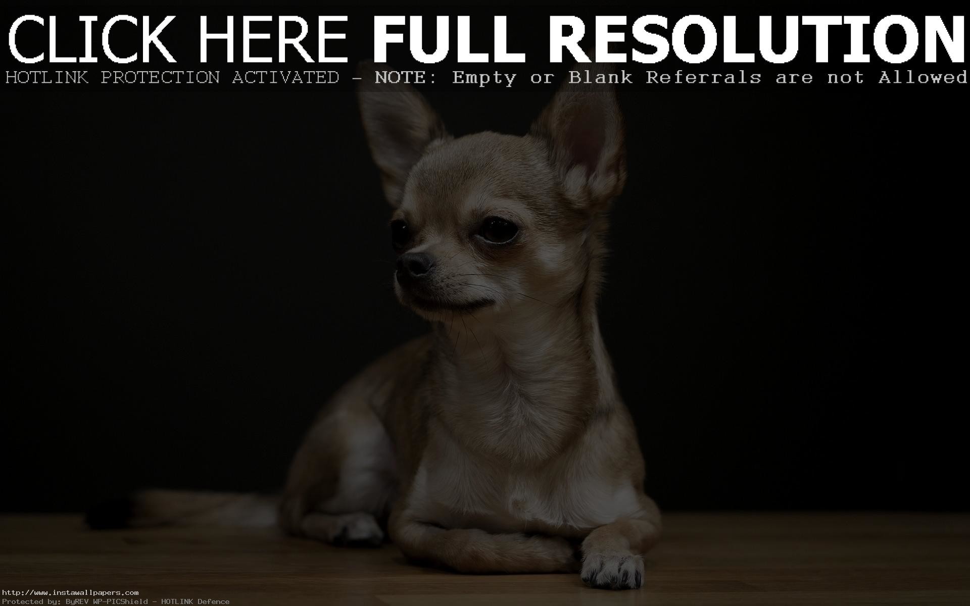 1920x1200 free chihuahua puppy wallpaper for desktop HD PC Laptop background