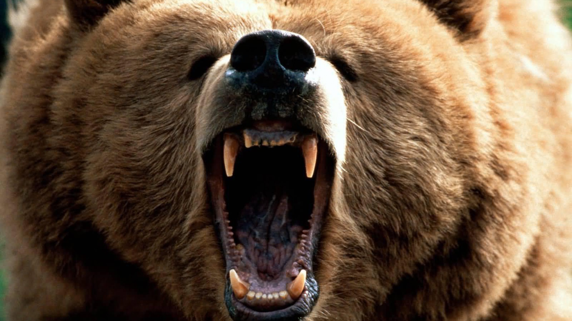 1920x1080 Angry Grizzly Bear Wallpaper 11 - 1920 X 1080
