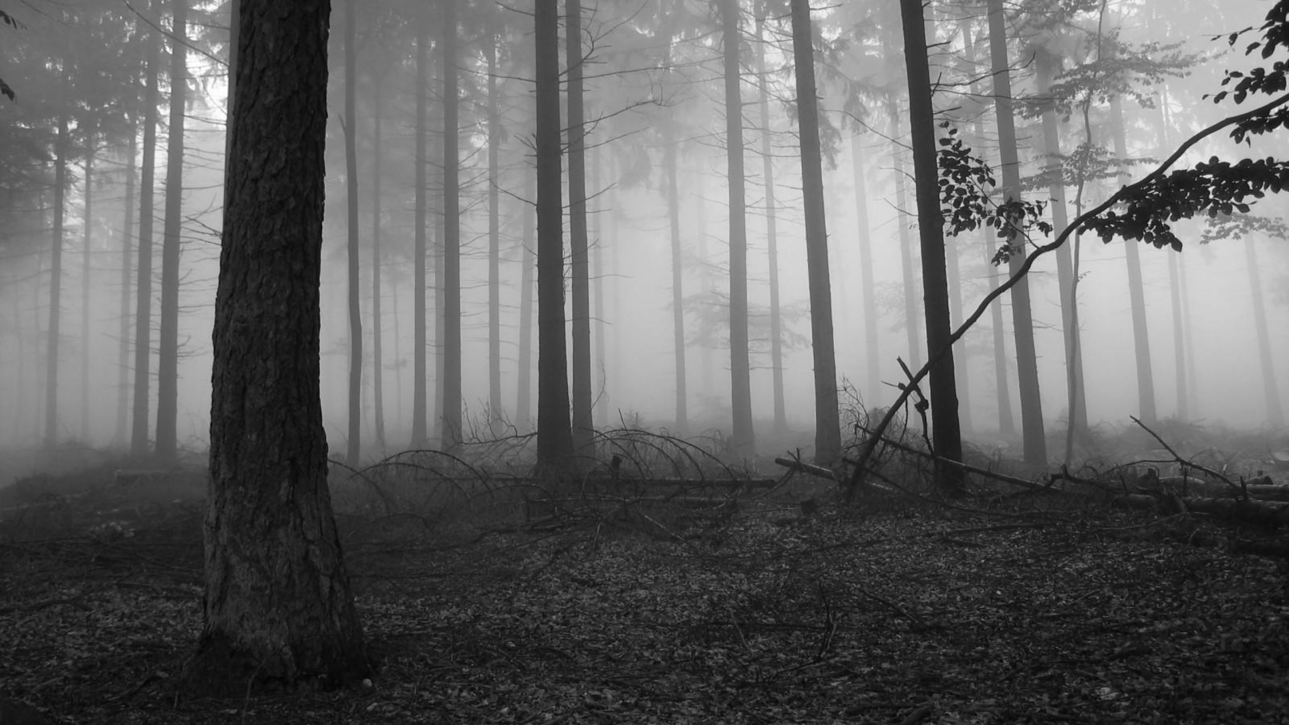 2560x1440 Fog in the dark forest Nature HD desktop wallpaper, Tree wallpaper, Forest  wallpaper, Fog wallpaper, Branch wallpaper - Nature no.
