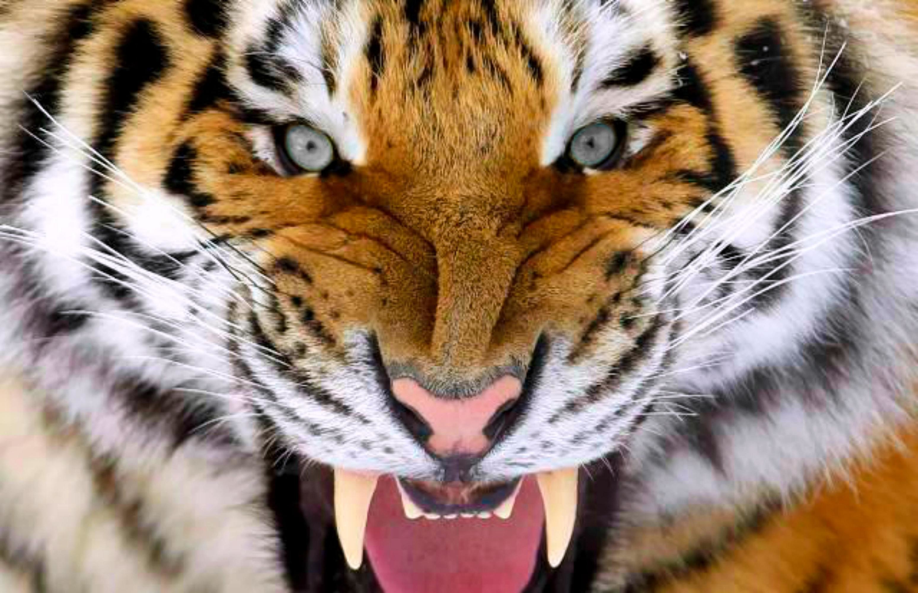 3097x2000 Siberian Tiger Face