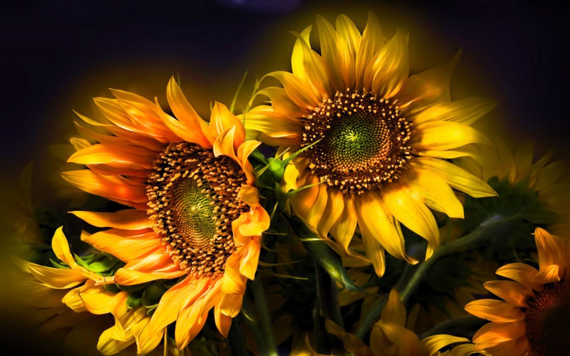 1920x1200 205 Sunflower Wallpapers | Sunflower Backgrounds